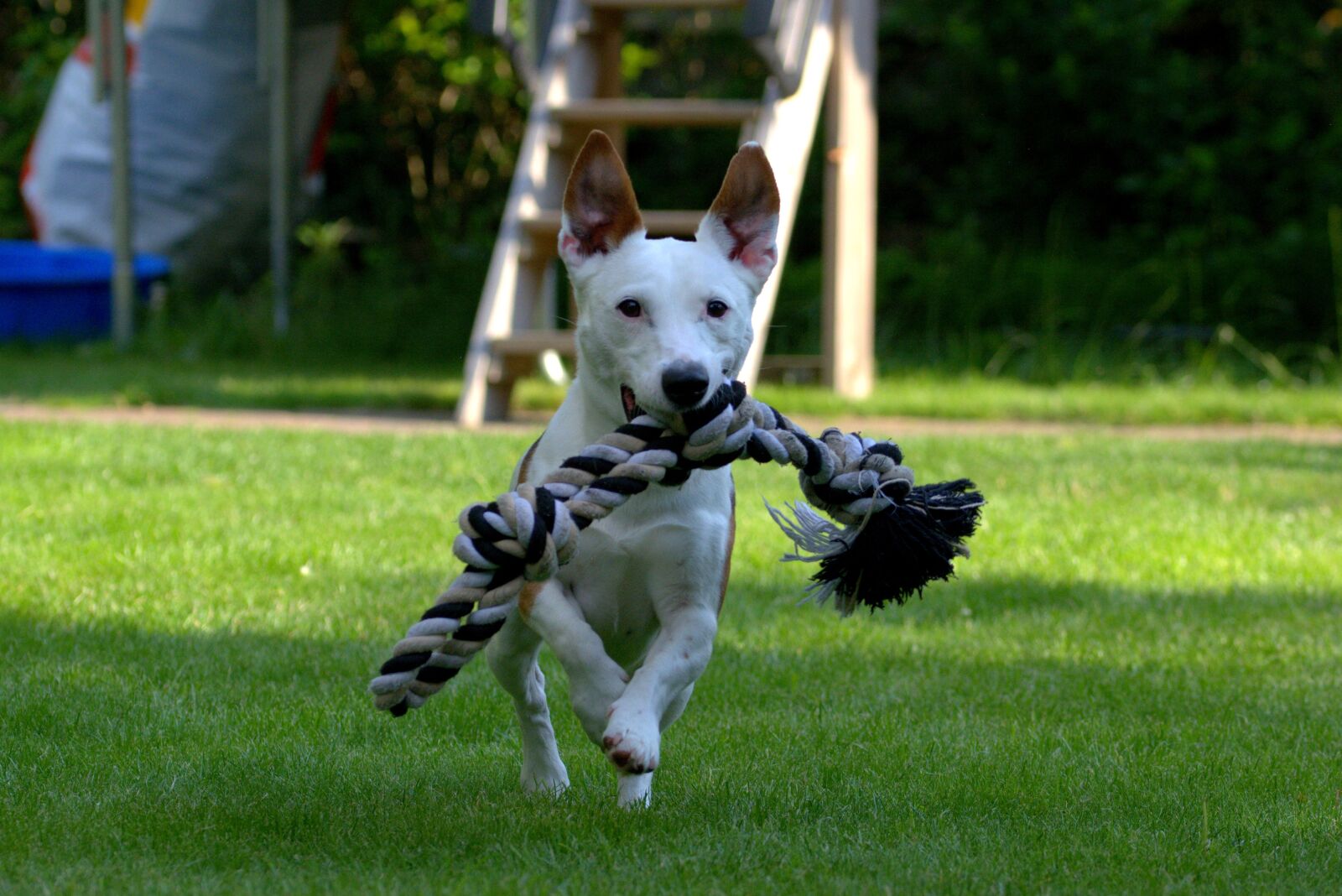 Nikon D5200 sample photo. Terrier, jack russell, animal photography