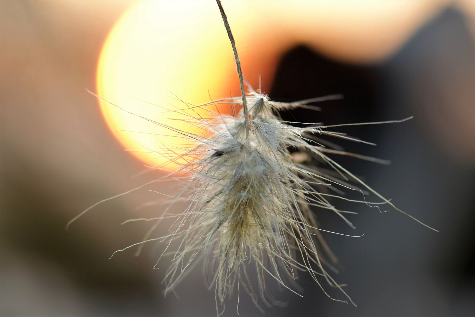 Nikon D5500 sample photo. Grasses, blade of grass photography
