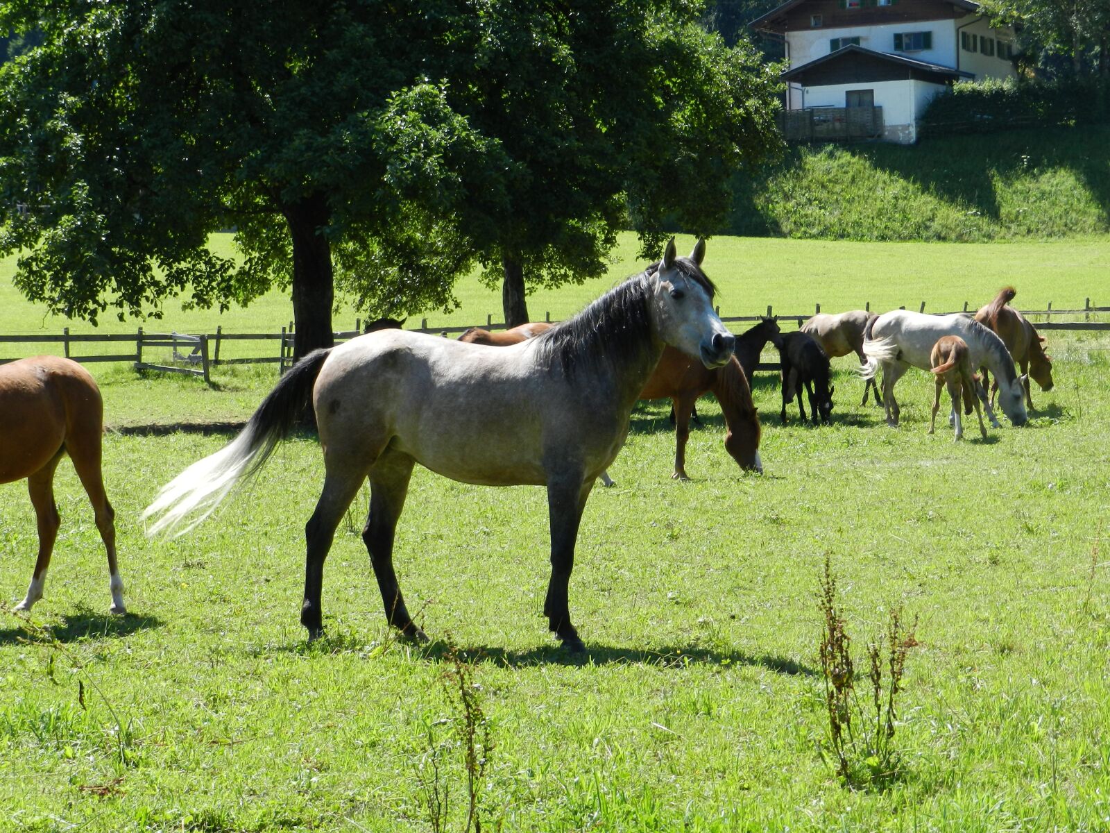 Nikon Coolpix P500 sample photo. Horse, pasha, herd of photography