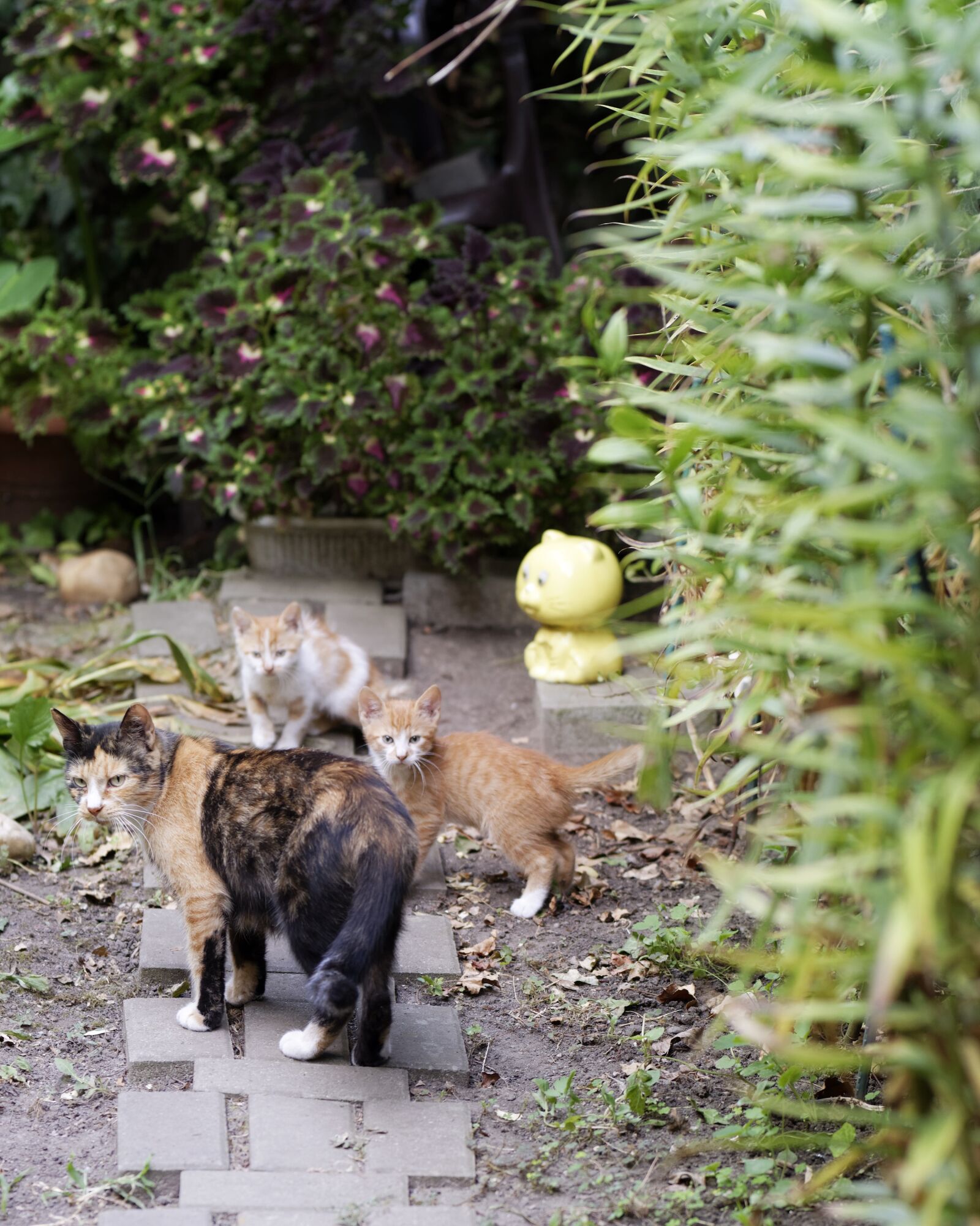 Nikon D5300 sample photo. Cat, cats, kitten photography