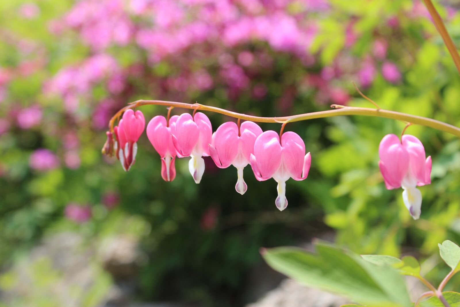 Canon EOS 600D (Rebel EOS T3i / EOS Kiss X5) sample photo. Nature, flowers, garden photography