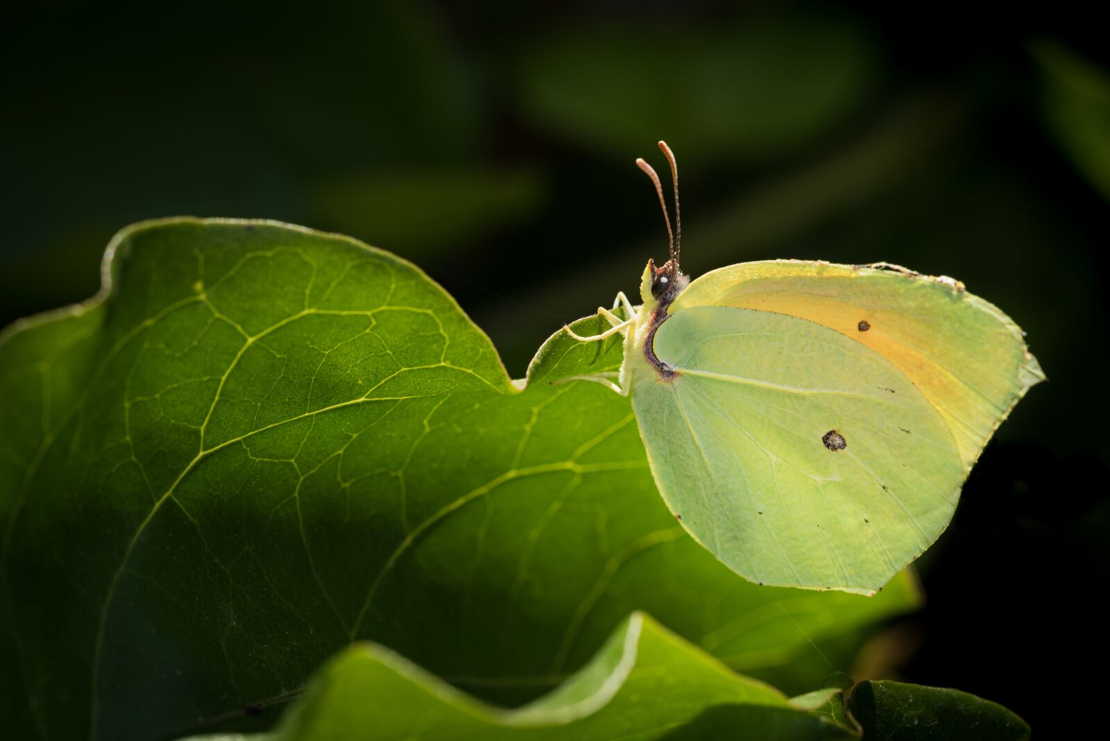 Nikon D810 sample photo. Brimstone, butterfly, yellow photography