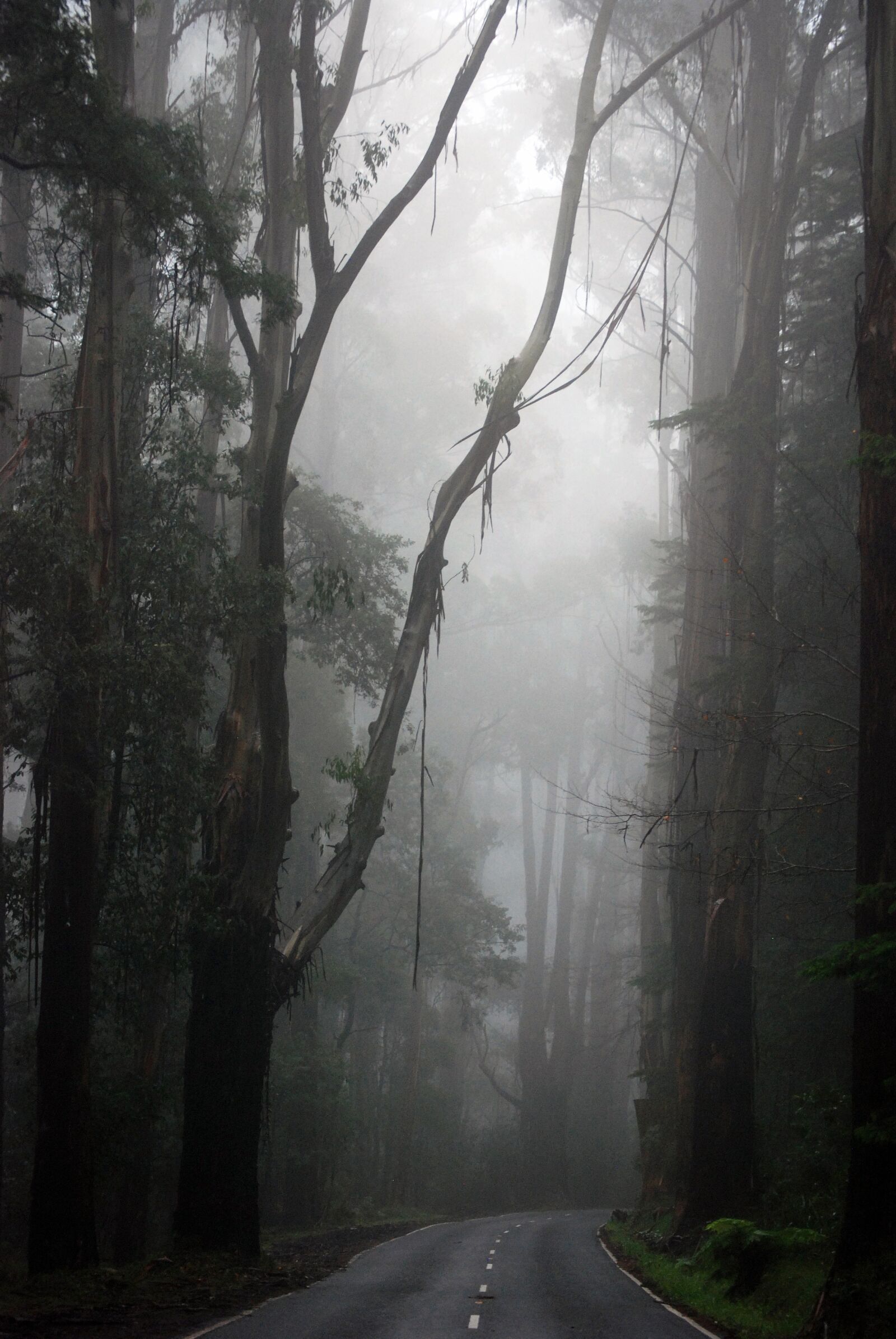 Nikon D80 sample photo. Misty road, road, forest photography