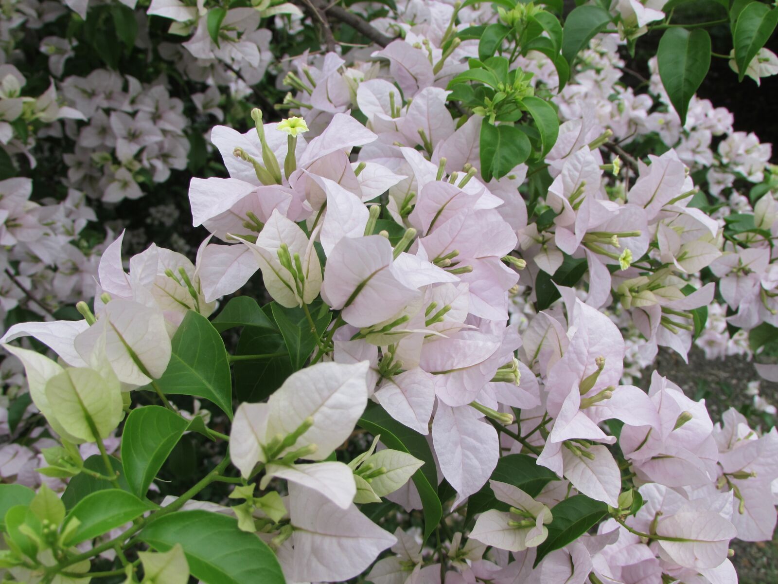 Canon PowerShot SX510 HS sample photo. Flowers, nature, field photography