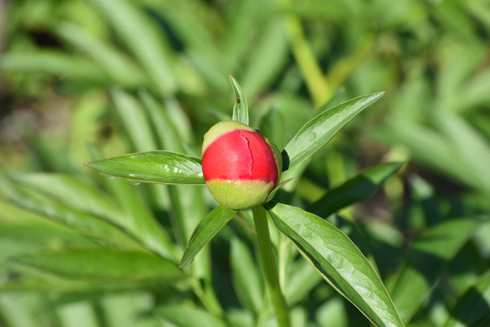 Nikon D3400 sample photo. Peony, bud, bloom photography