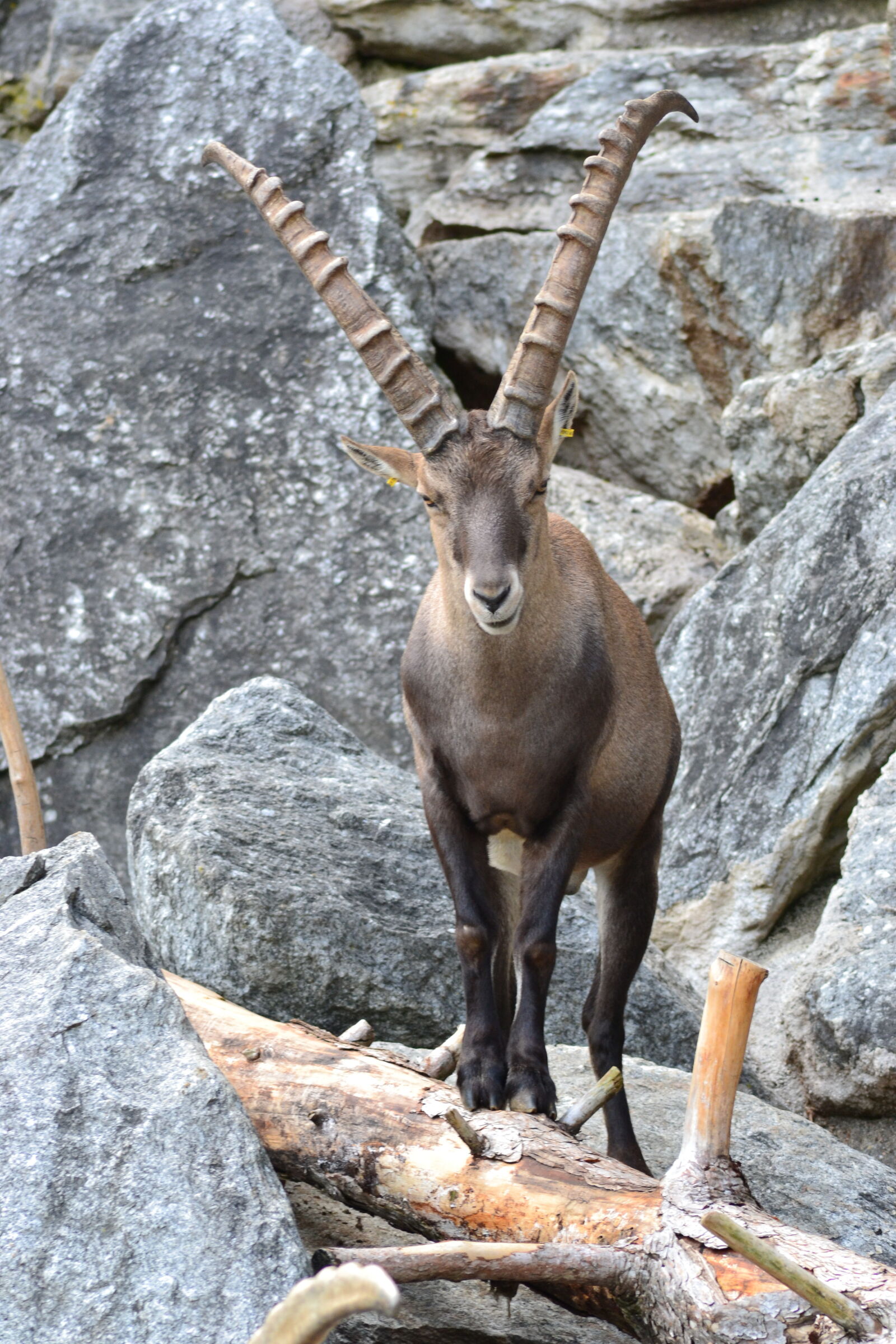 Nikon D3100 sample photo. Alps, buck, climbing, horns photography