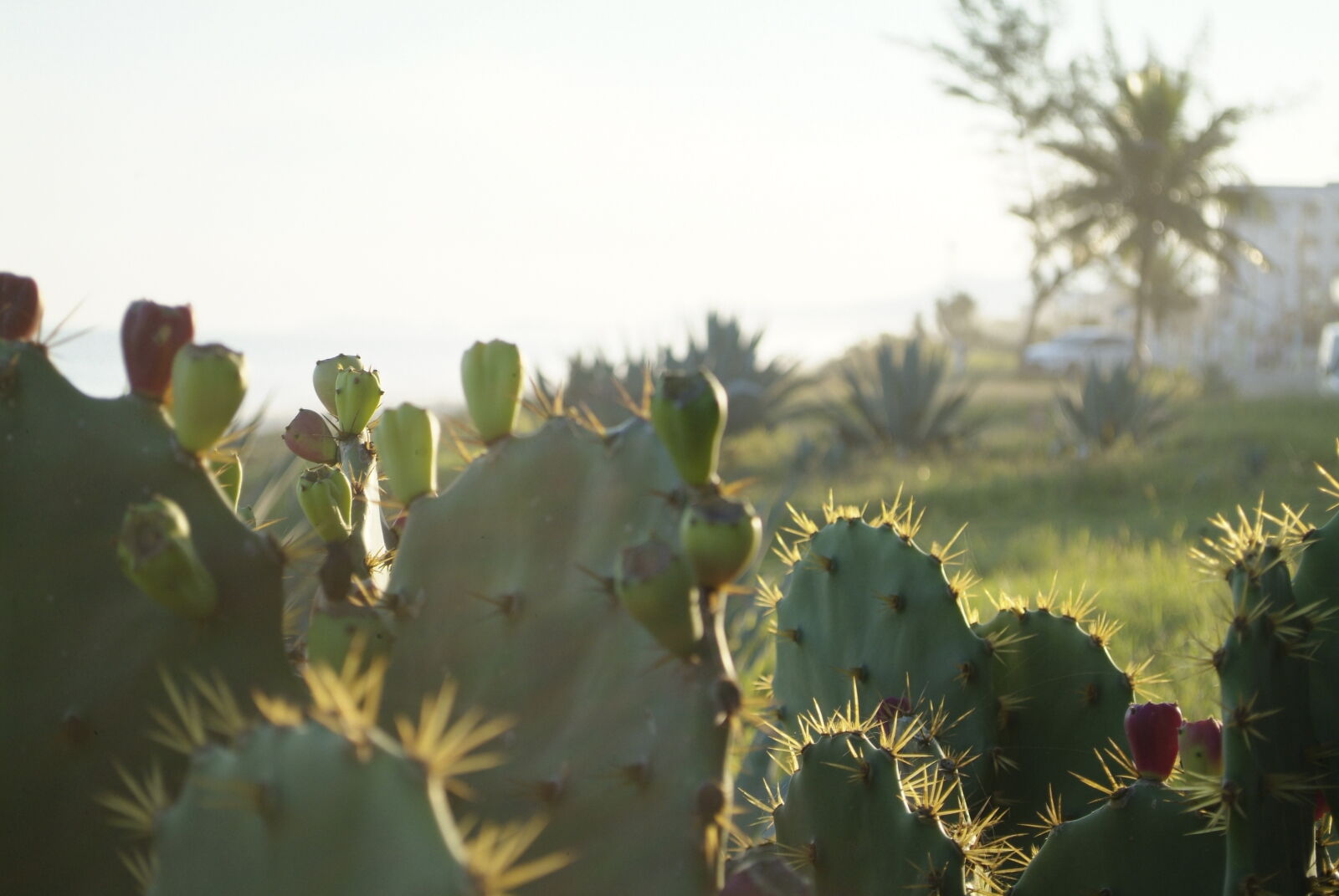 Fujifilm FinePix S3 Pro sample photo. Cacti, cactus, cactus, plant photography