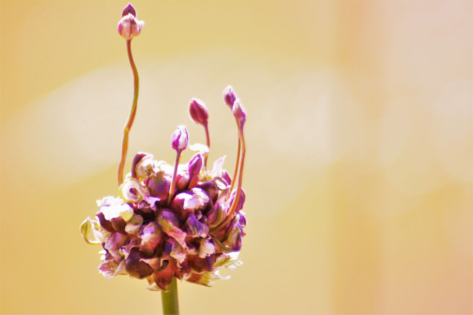 Nikon D7100 sample photo. Summer, flower, flowers photography