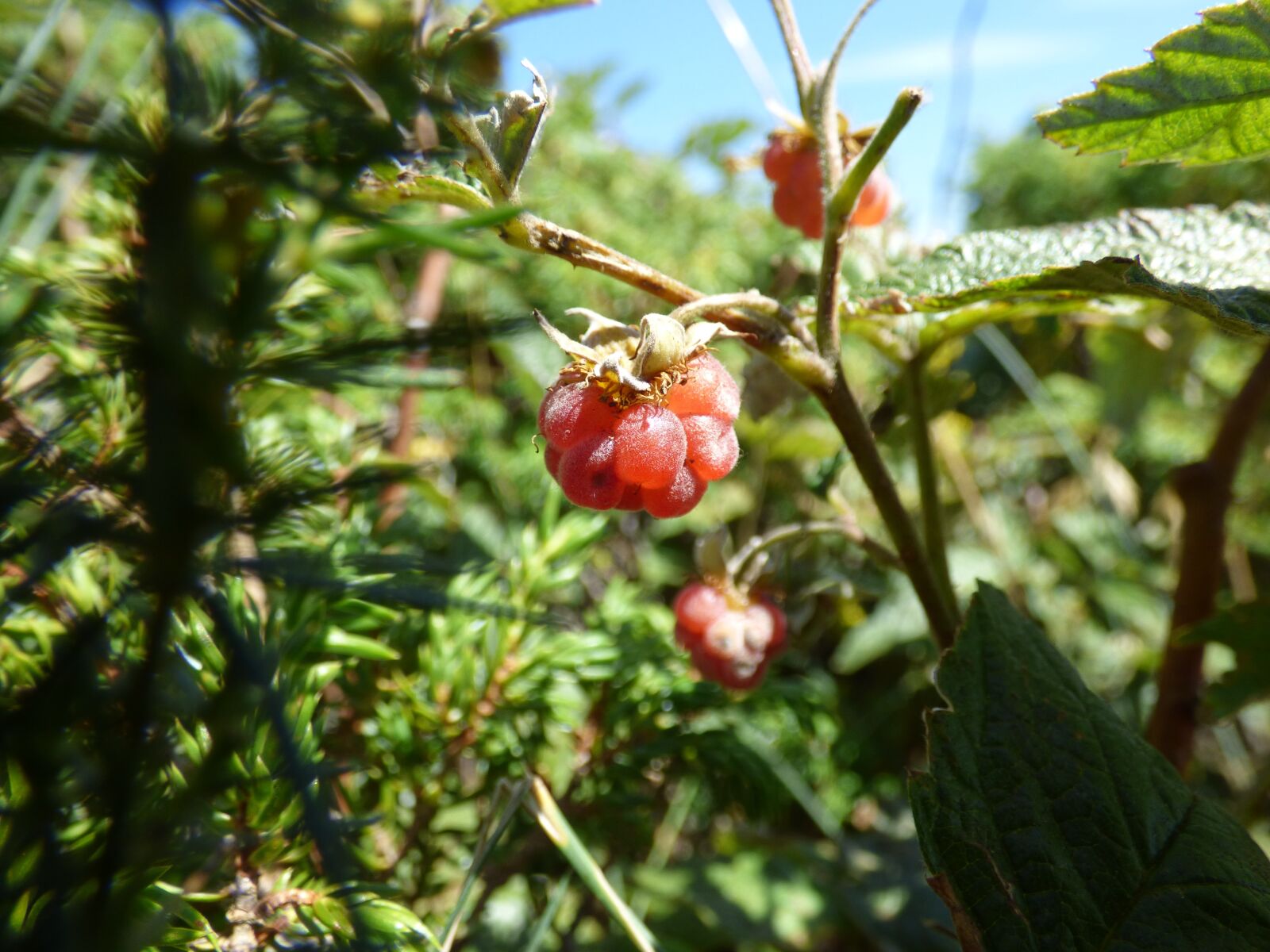 Panasonic DMC-FZ72 sample photo. Raspberry, bush, forest photography