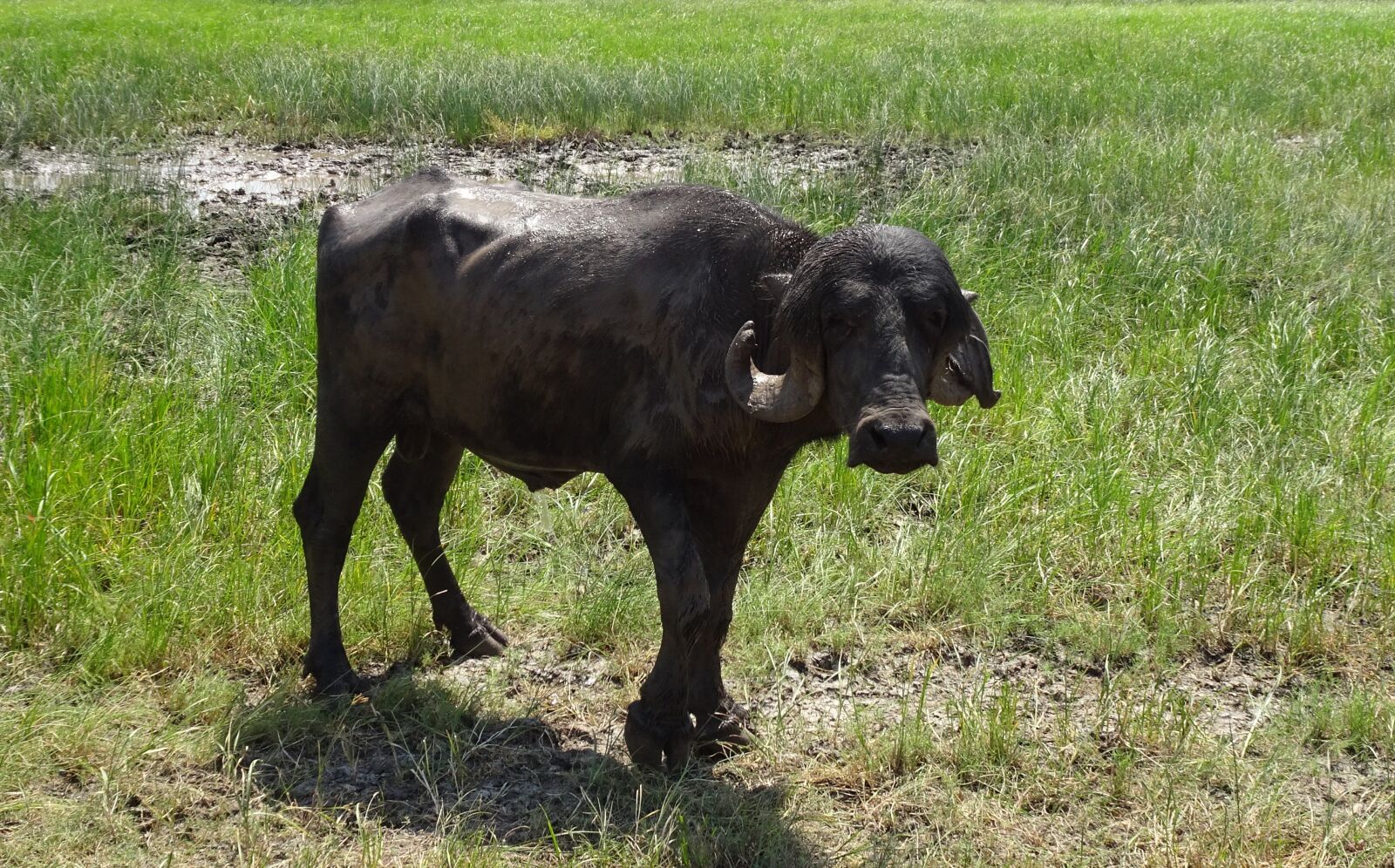 Sony Cyber-shot DSC-HX90V sample photo. Buffalo, bull, stud photography