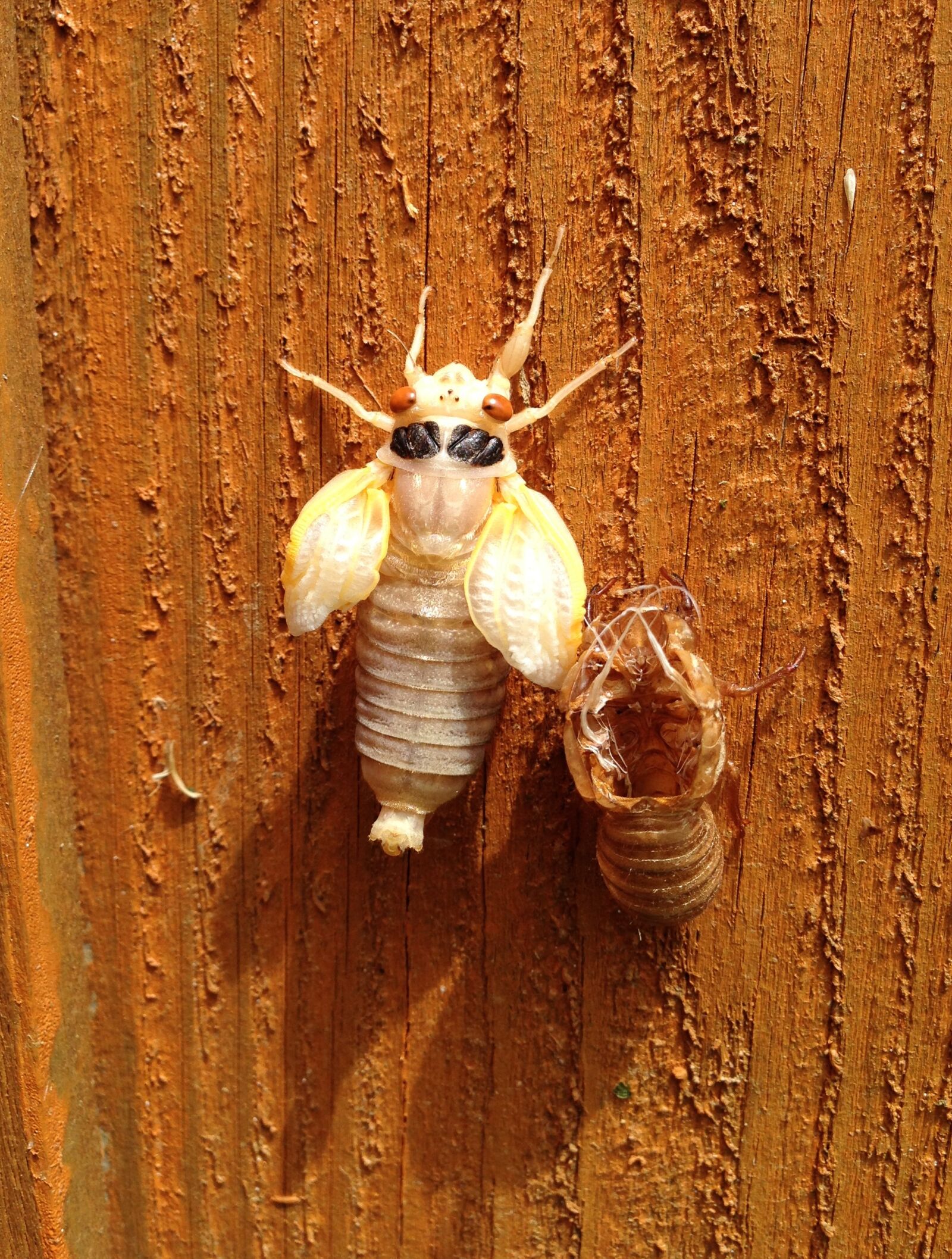 Apple iPhone 5 sample photo. Cicada, molted, shell photography