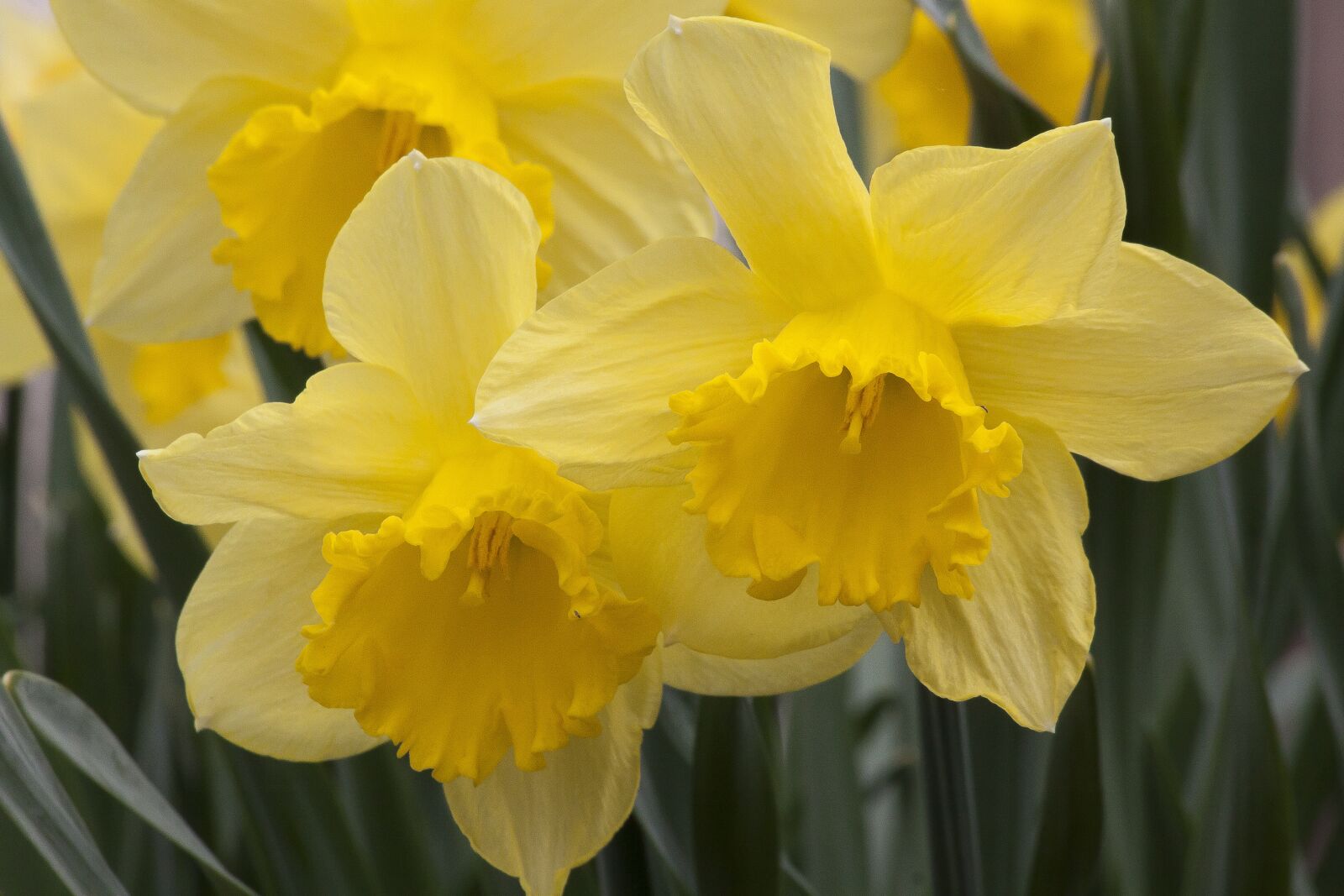 Canon EF 70-300mm F4-5.6 IS USM sample photo. Narcissus pseudonarcissus, daffodil, nature photography