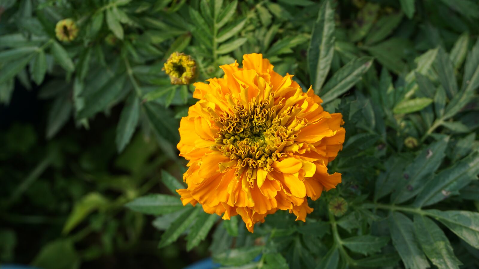 Sony a6000 sample photo. Flower, phool, plant photography