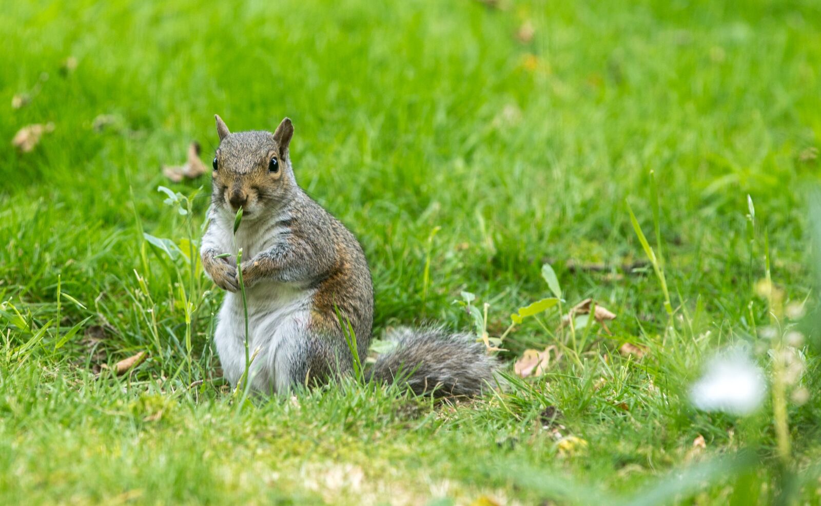 Canon EOS 5D Mark IV sample photo. Squirrel, pest, rodent photography