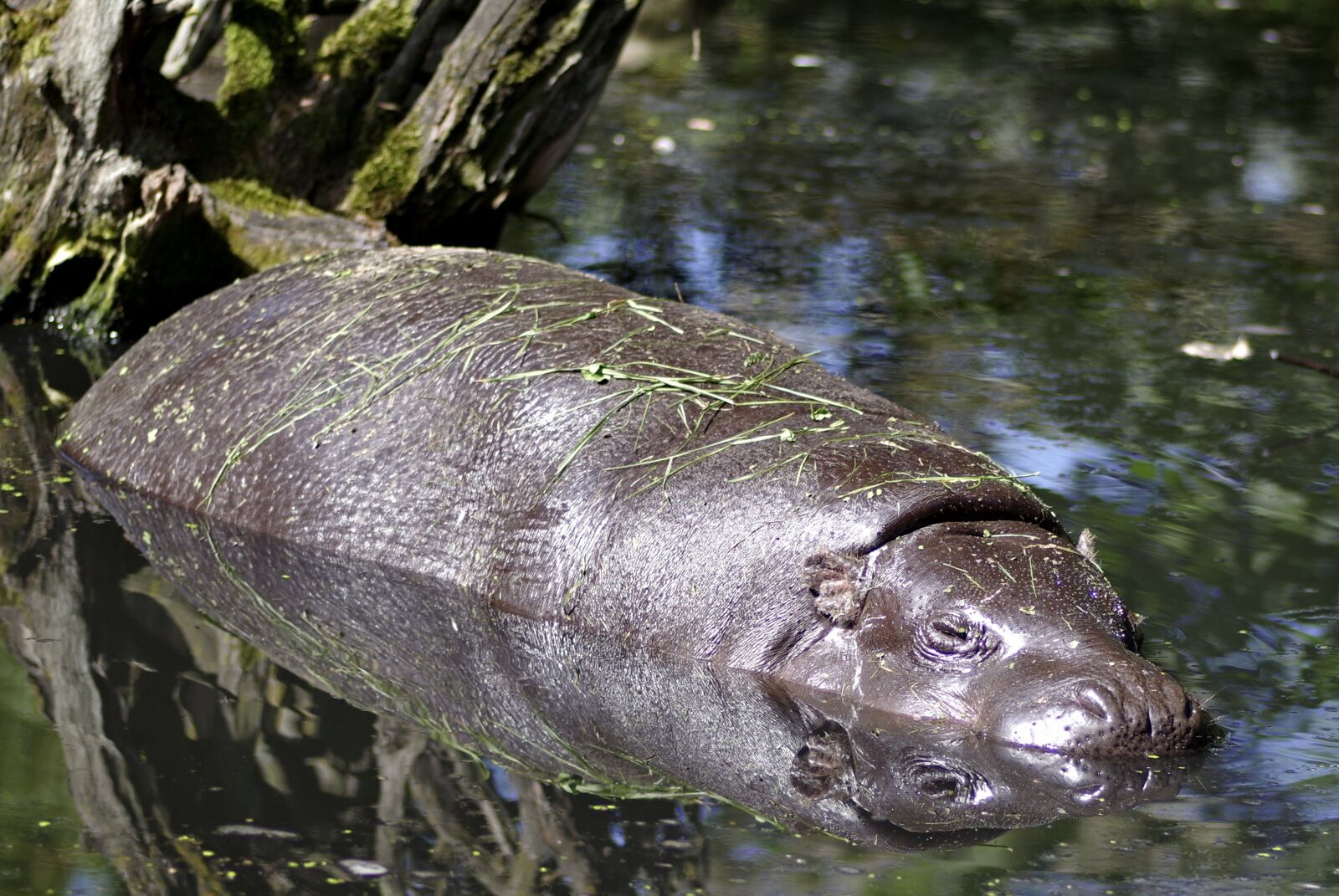 Pentax K-S2 sample photo. Hippo, miniature, small photography