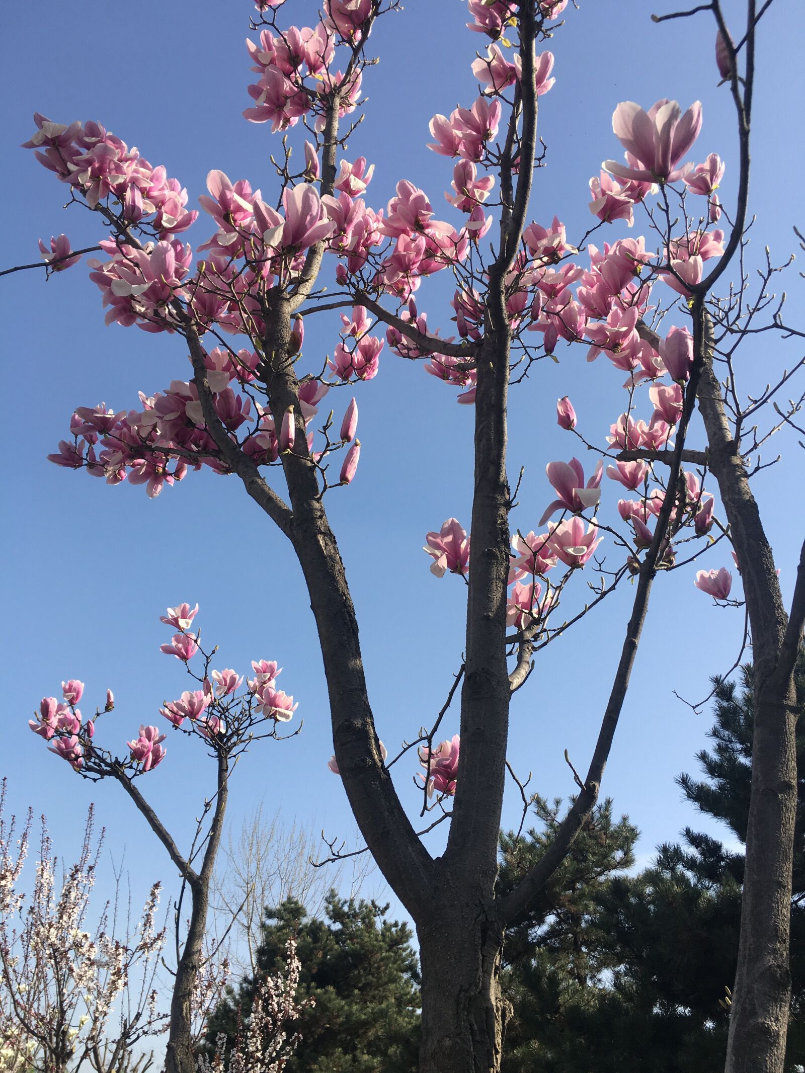 iPhone 6s Plus back camera 4.15mm f/2.2 sample photo. Magnolia flower, the scenery photography