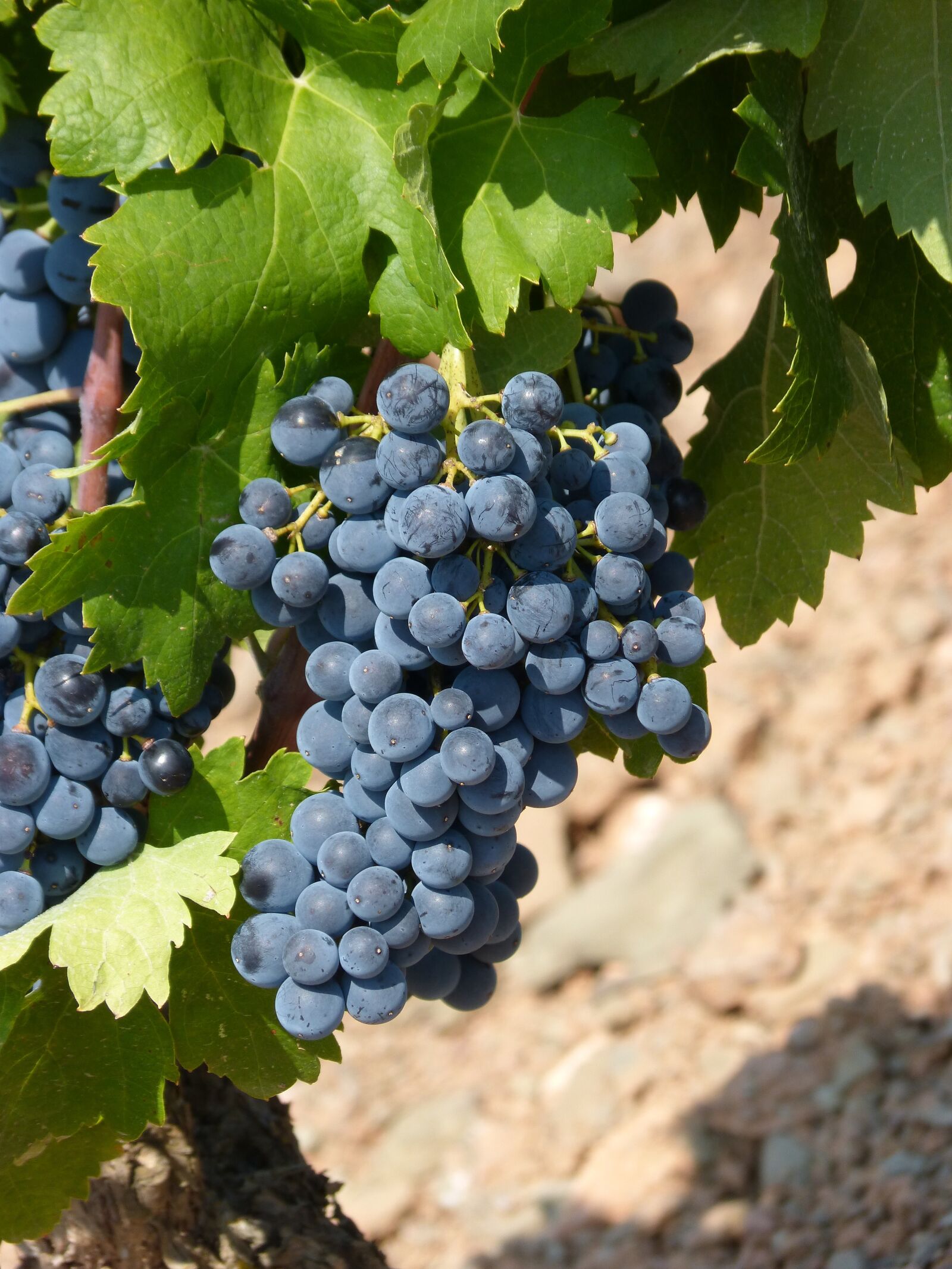Panasonic DMC-FZ62 sample photo. Vineyard, strain, grape photography