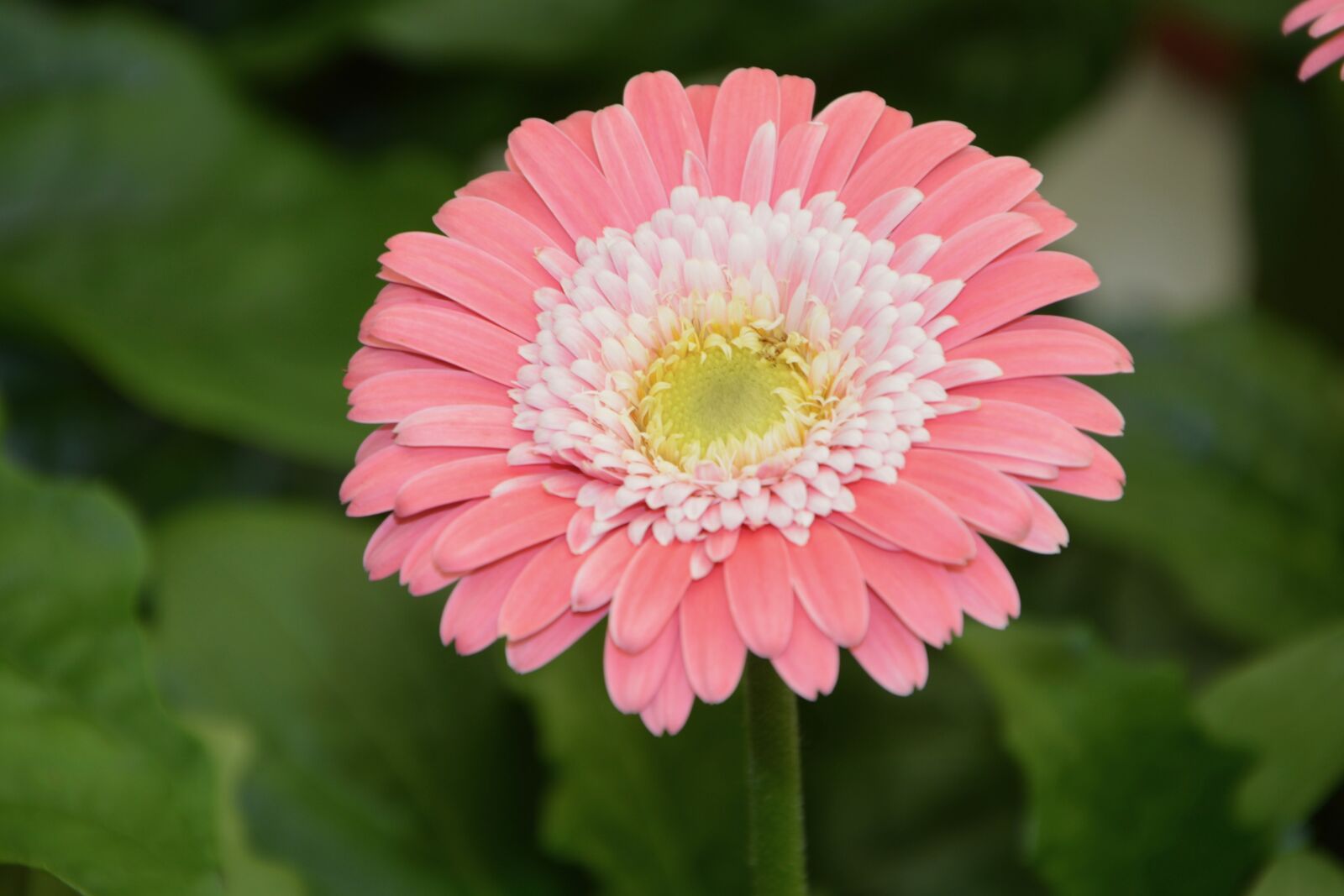 Nikon D5200 sample photo. Flower, pale pink white photography