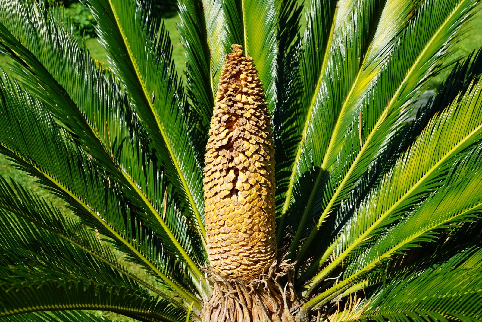 Sony DT 16-50mm F2.8 SSM sample photo. Palm, green, plant photography