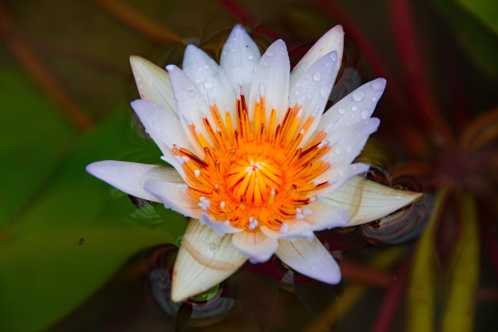 Nikon D5200 sample photo. Waterlily, flower, nature photography