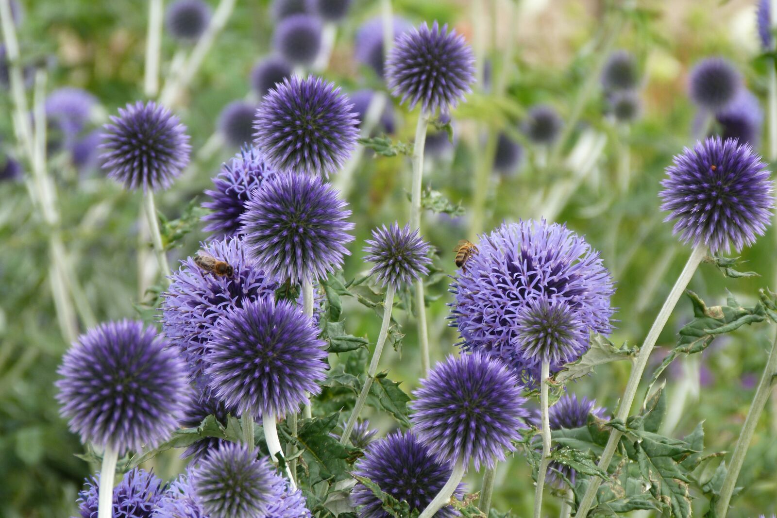 Panasonic Lumix DMC-FZ40 (Lumix DMC-FZ45) sample photo. Echinopps, bees, insects photography
