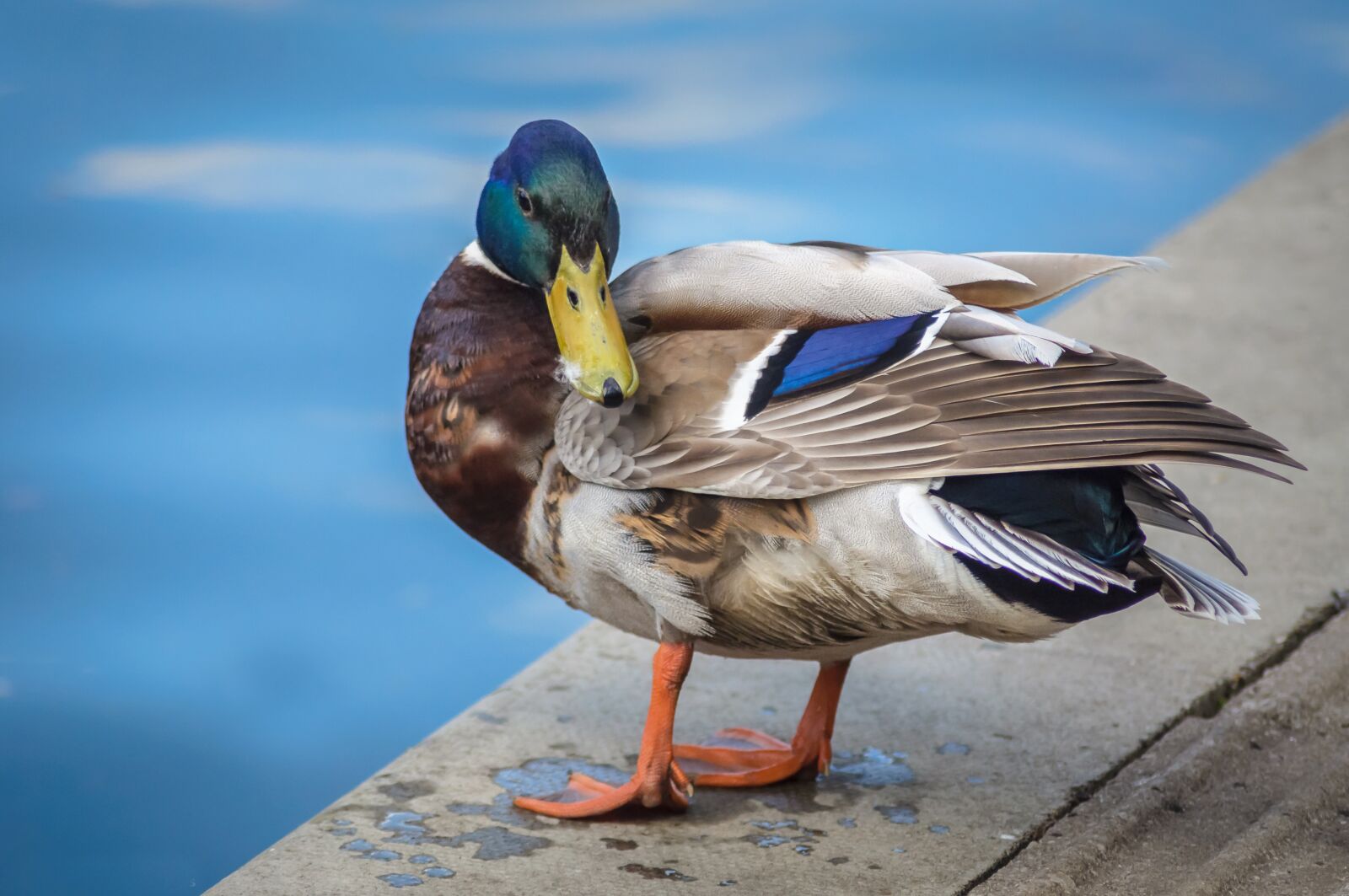 Nikon D90 sample photo. Bird, duck, mallard photography