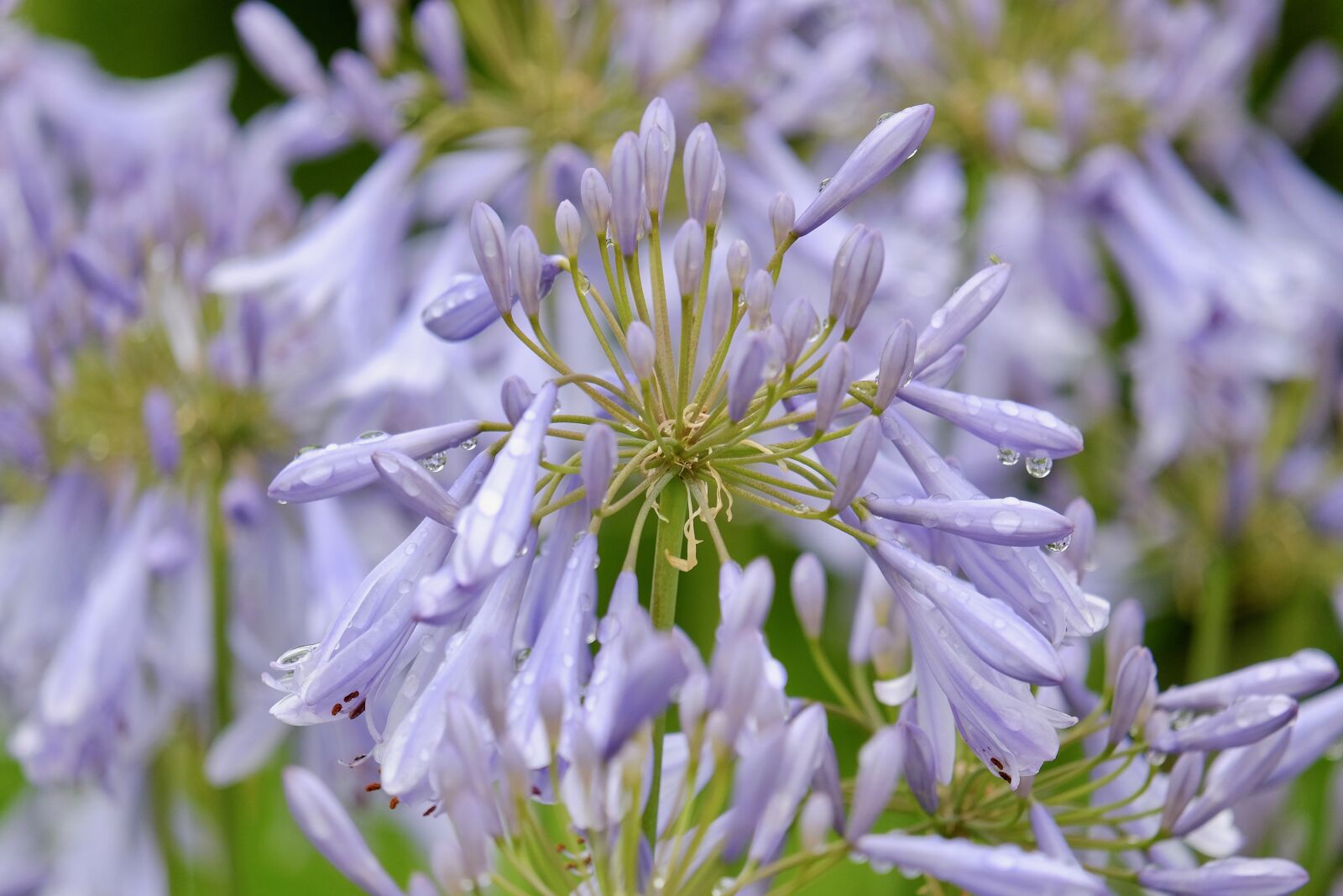 Fujifilm XF 55-200mm F3.5-4.8 R LM OIS sample photo. Flower, rain, summer photography
