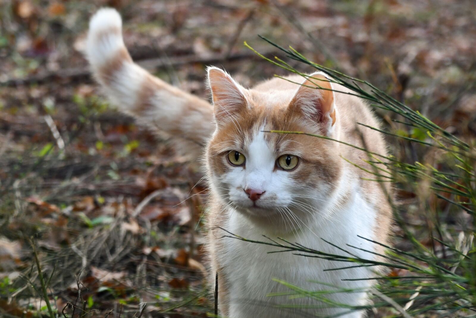 Nikon D500 sample photo. Cat, nature, animal photography