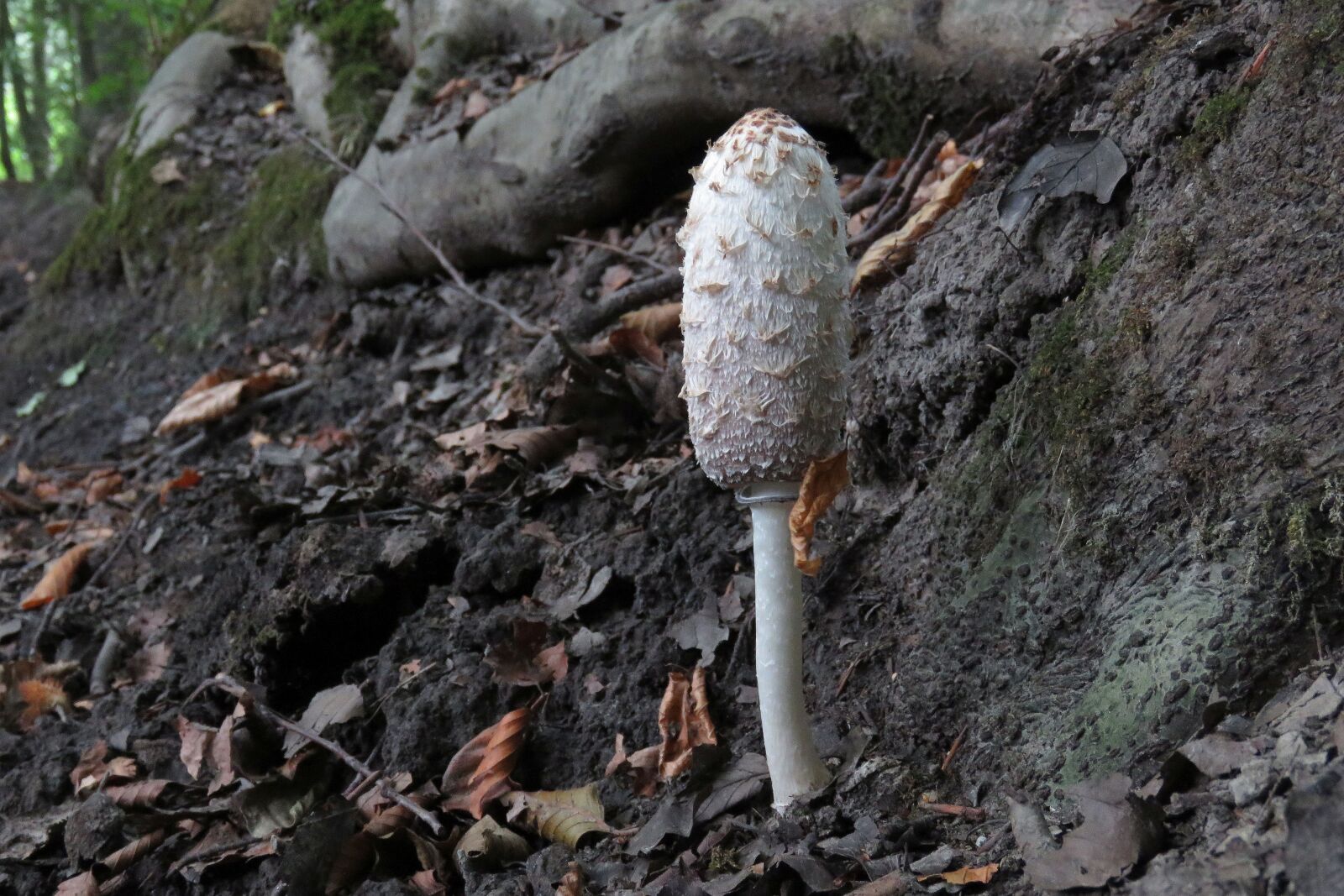 Canon PowerShot SX60 HS sample photo. Fungi, forest, mushroom photography