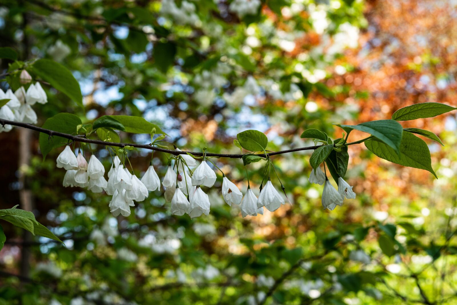 Panasonic Leica DG Summilux 25mm F1.4 II ASPH sample photo. Carolina silverbell, flower, garden photography