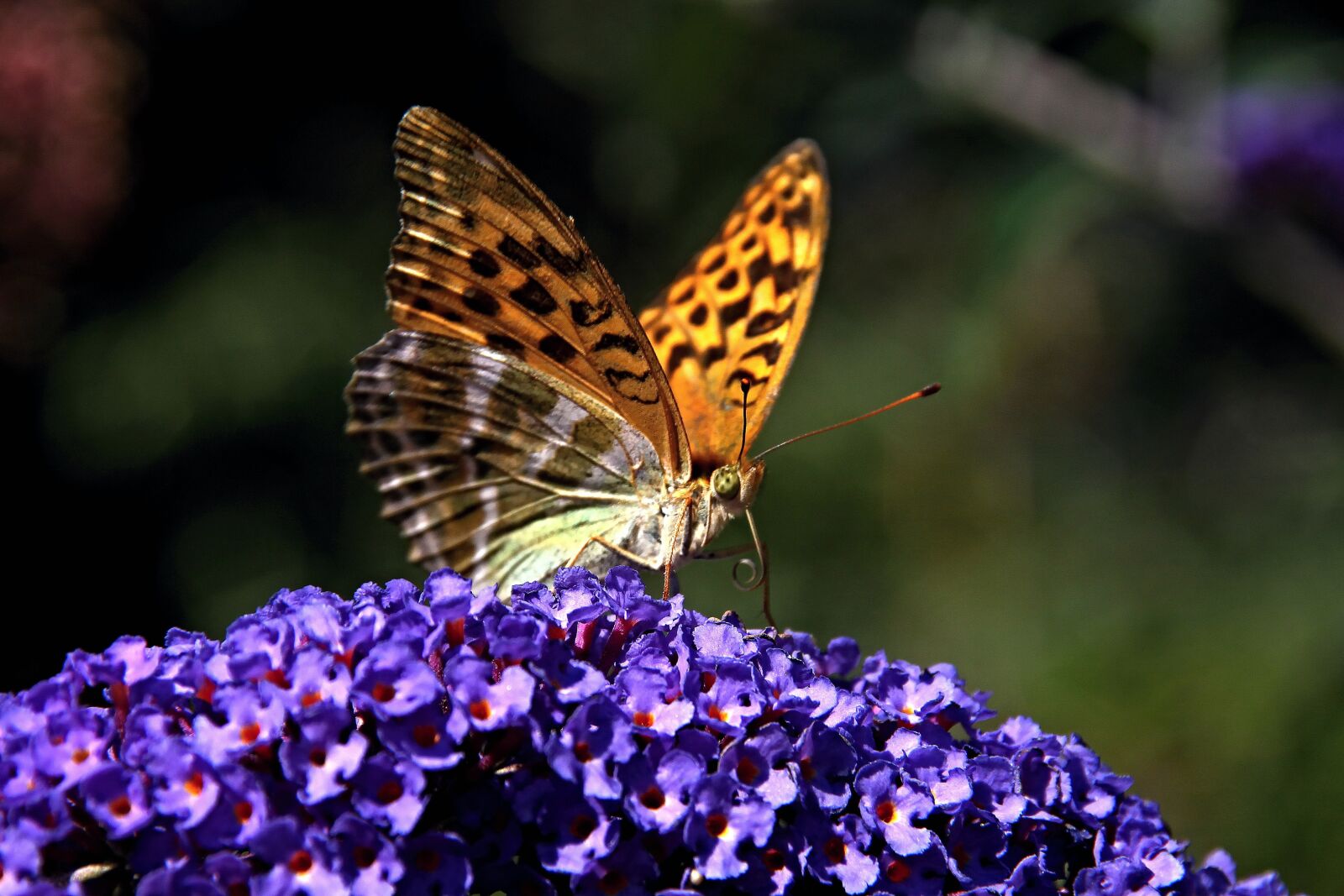 Canon EOS 500D (EOS Rebel T1i / EOS Kiss X3) sample photo. Summer lilac, butterfly, public photography