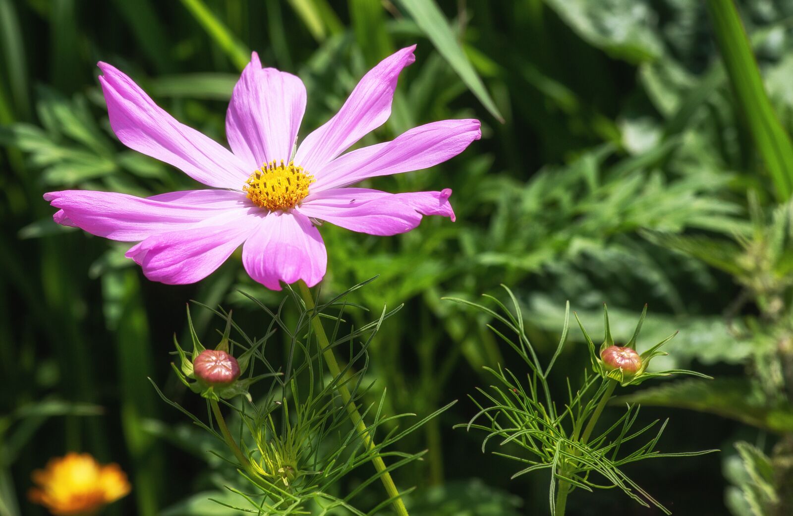 Canon EF 70-300mm F4-5.6 IS USM sample photo. Anemone, flower, ornamental plant photography