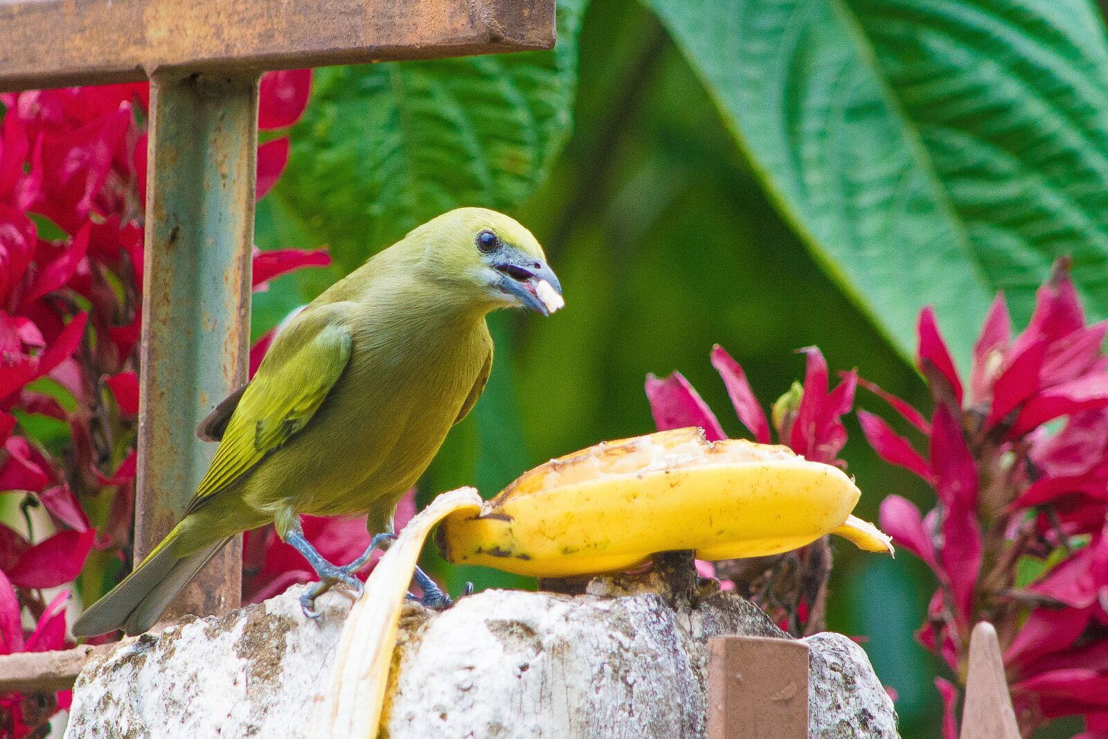 Nikon D7100 sample photo. Bird, green, nature photography