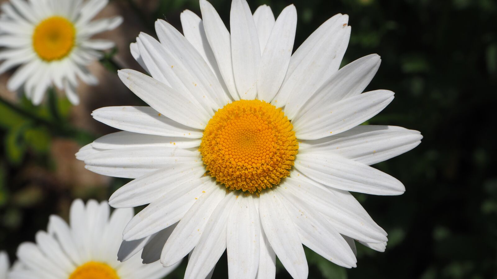 Olympus OM-D E-M10 II sample photo. White daisies, white, daisy photography