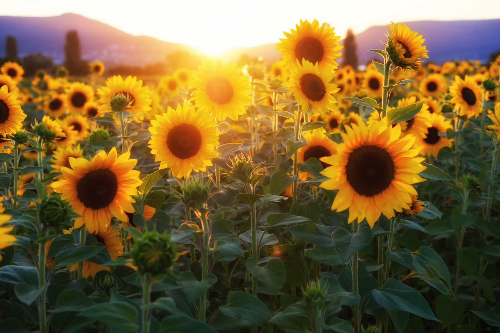 Fujifilm X-T2 sample photo. Sunflower, sunflower field, flowers photography