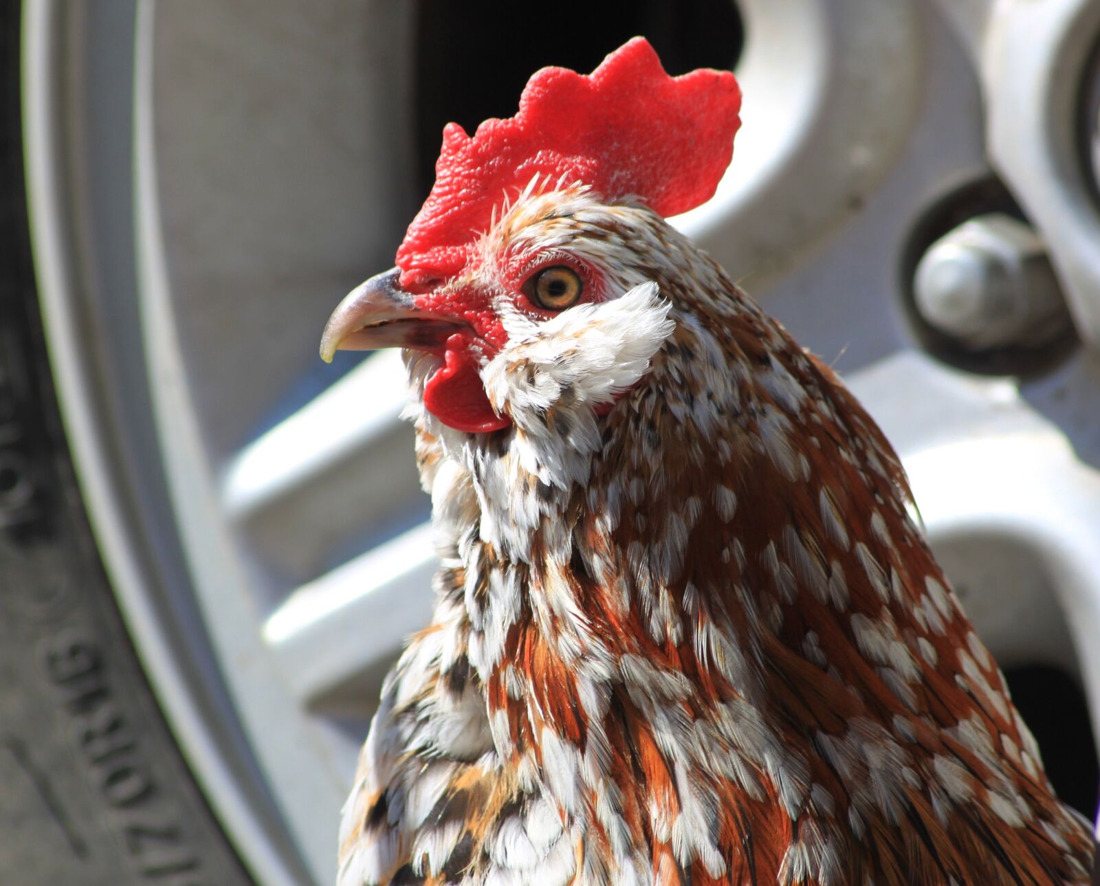 Canon EOS 500D (EOS Rebel T1i / EOS Kiss X3) sample photo. Rooster, cockerel, bantam photography