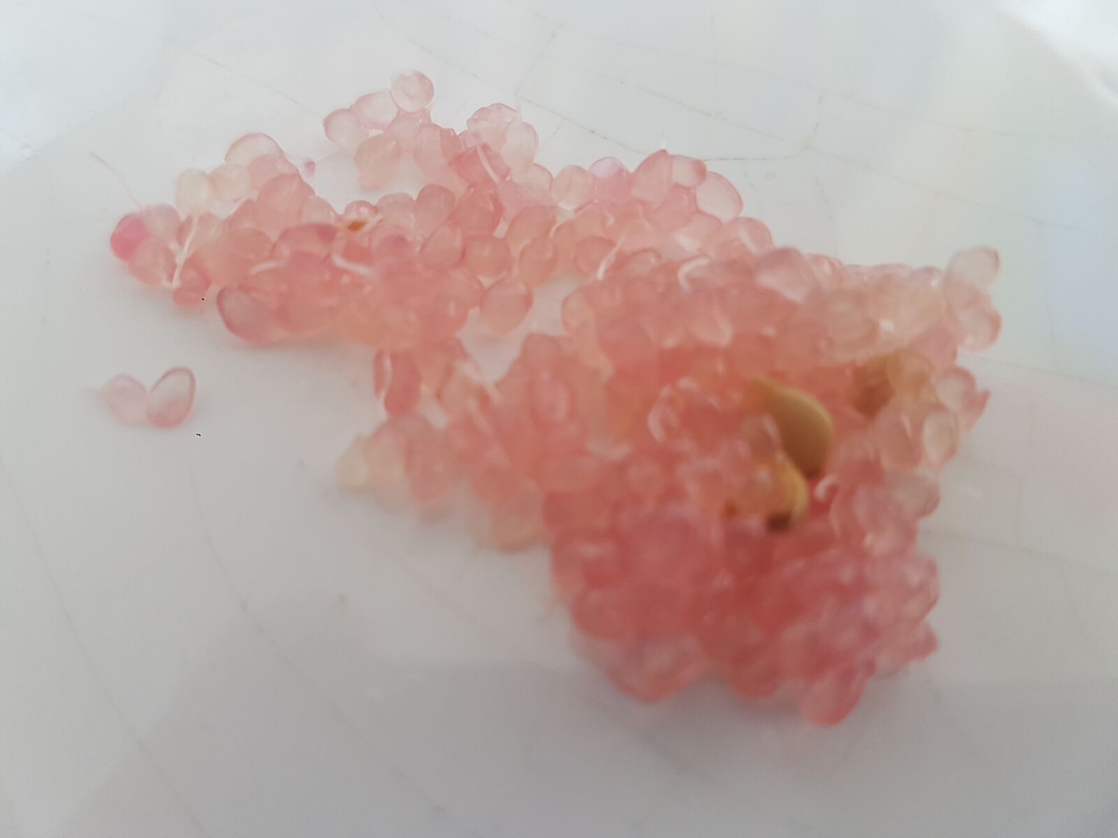 Samsung Galaxy S7 sample photo. Citrus, caviar, pink photography