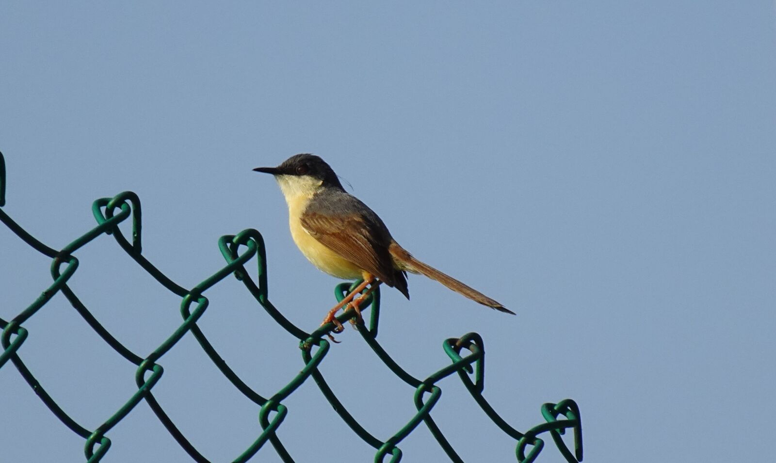 Sony DSC-WX800 sample photo. Bird, warbler, ashy prinia photography