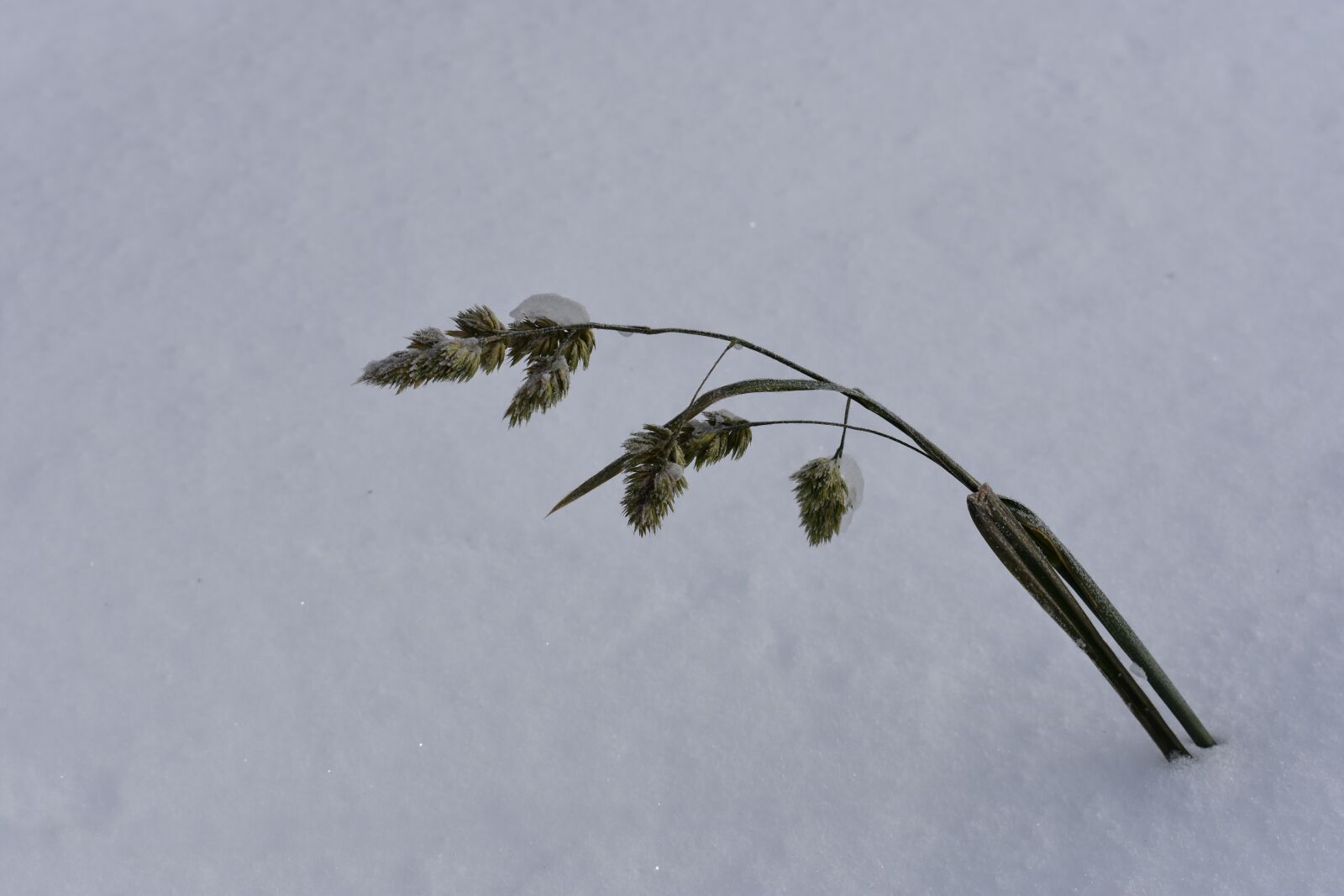 Nikon D3400 sample photo. Snow, winter, grass photography