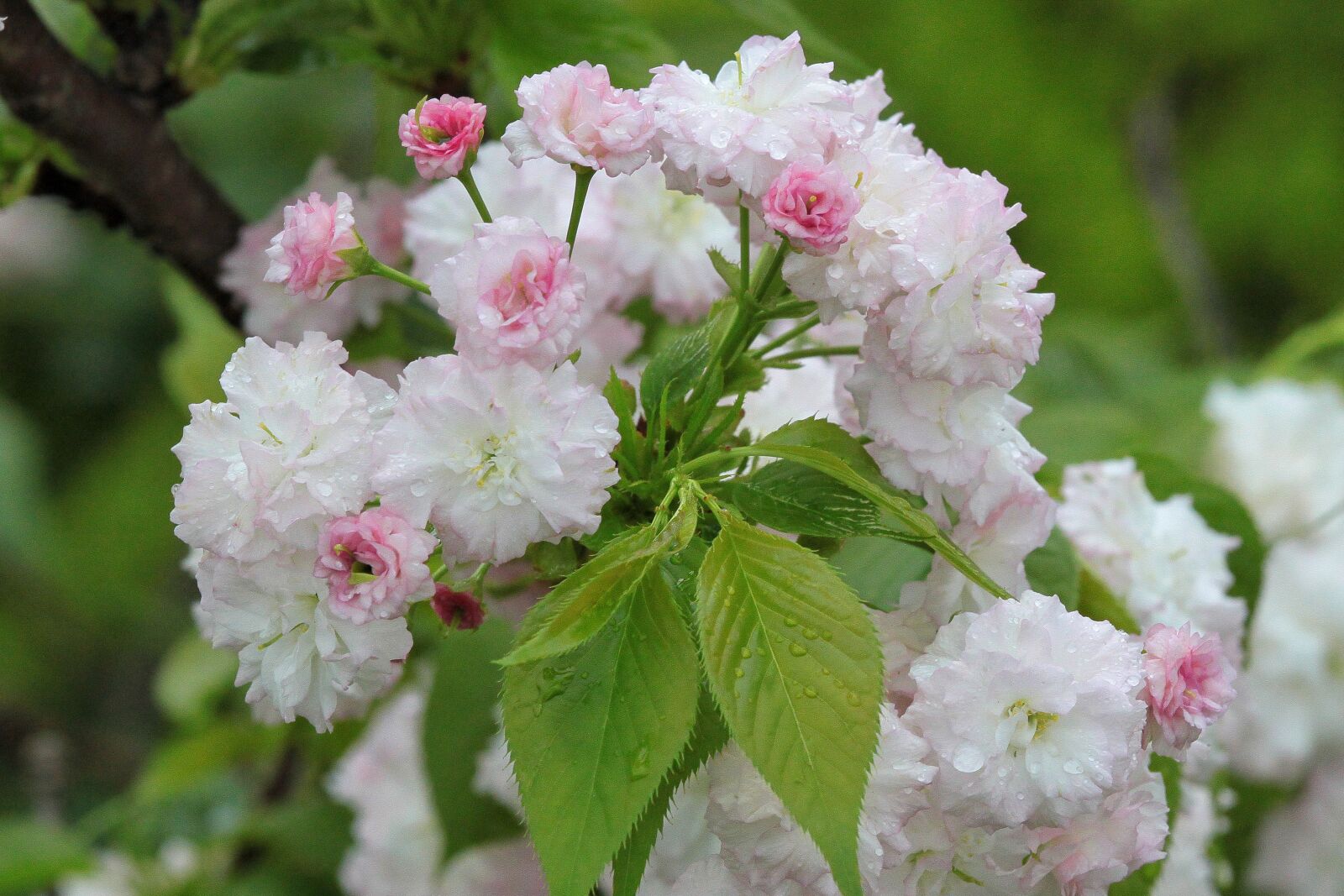Canon EOS 500D (EOS Rebel T1i / EOS Kiss X3) sample photo. Plant, cherry blossoms, chrysanthemum photography