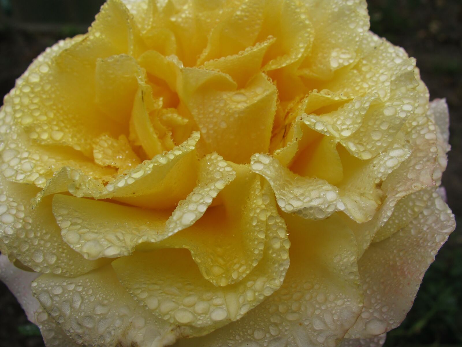 Canon PowerShot SX110 IS sample photo. Rose flower, raindrop, close photography