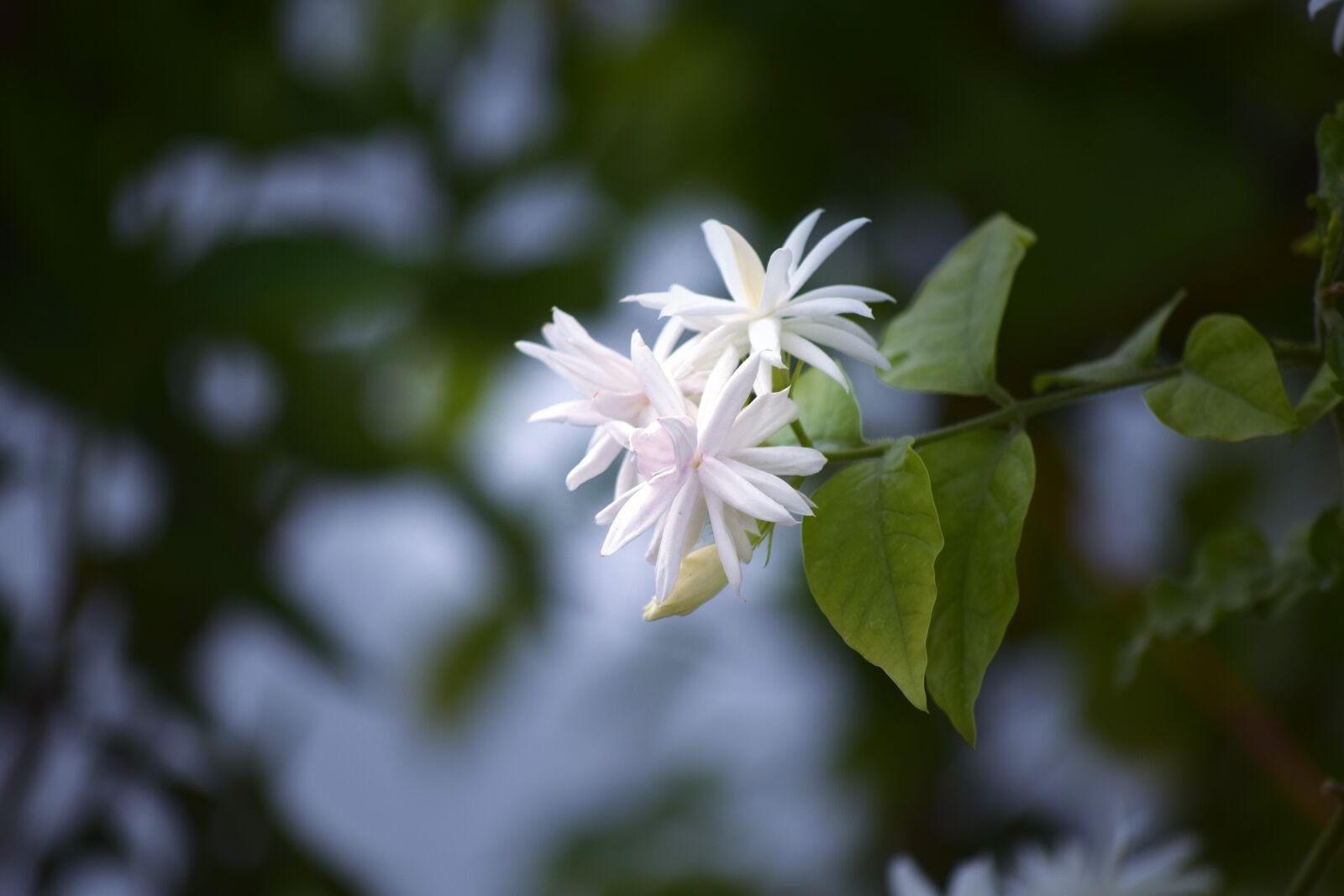 Nikon D5300 sample photo. Jasmine, white, flower photography