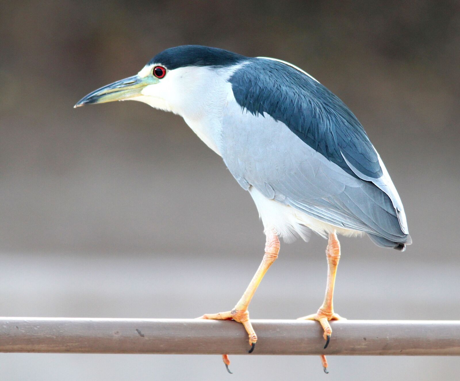 Canon EOS 500D (EOS Rebel T1i / EOS Kiss X3) sample photo. Heron, black crowned night photography
