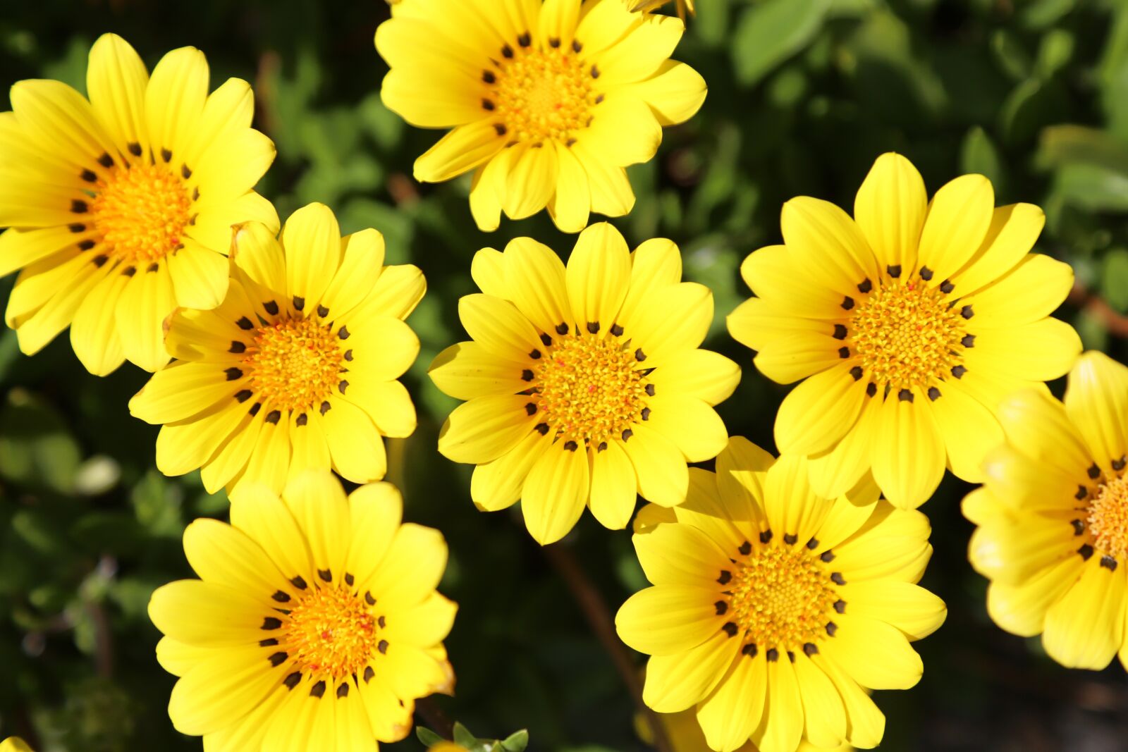Canon EF 24-105mm F4L IS USM sample photo. Gazania, yellow flowers, flowers photography