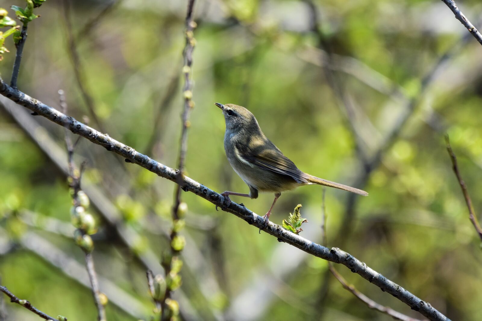 Nikon D7200 sample photo. Animal, forest, wood photography
