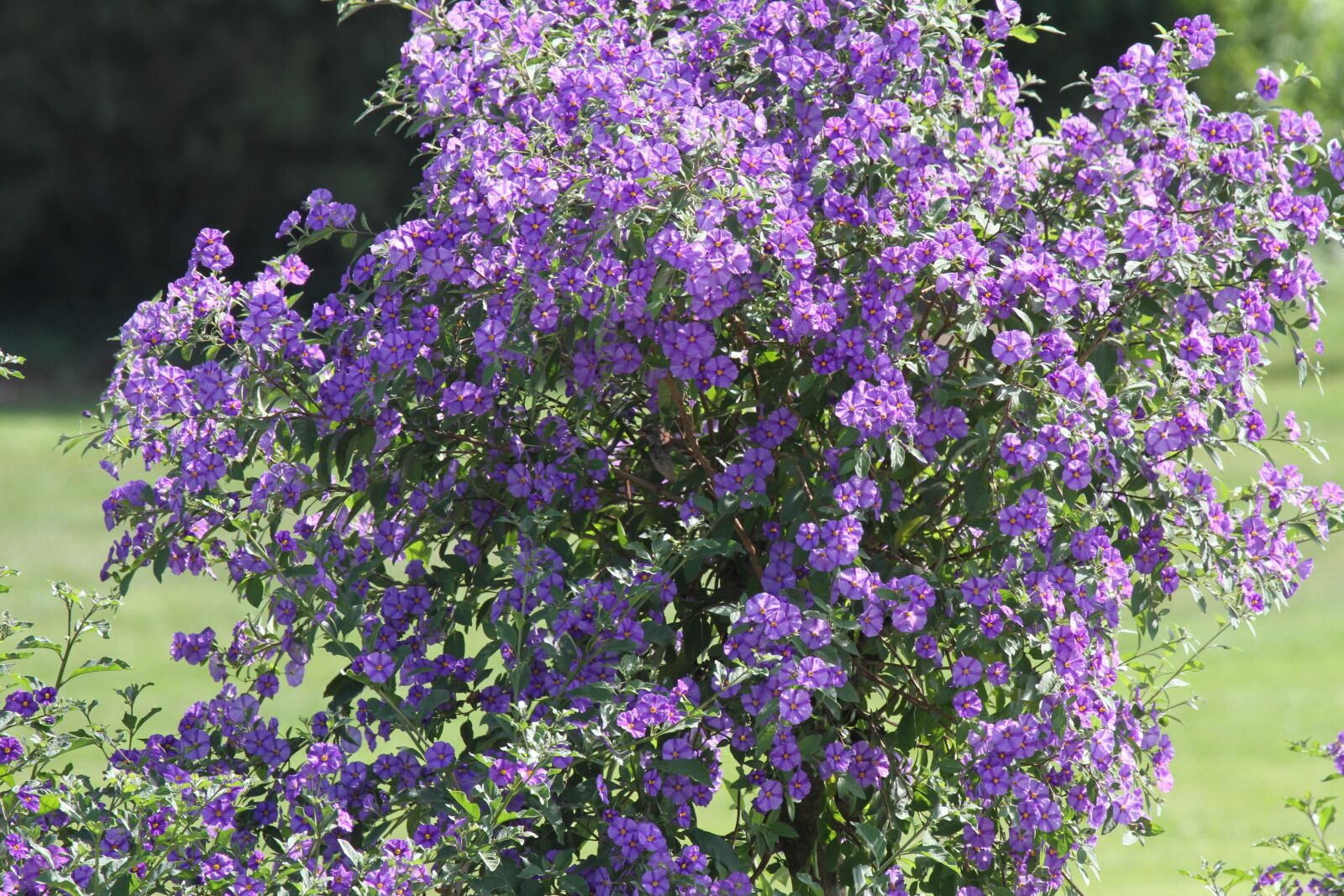 Canon EOS 7D sample photo. Bush, flower, purple photography