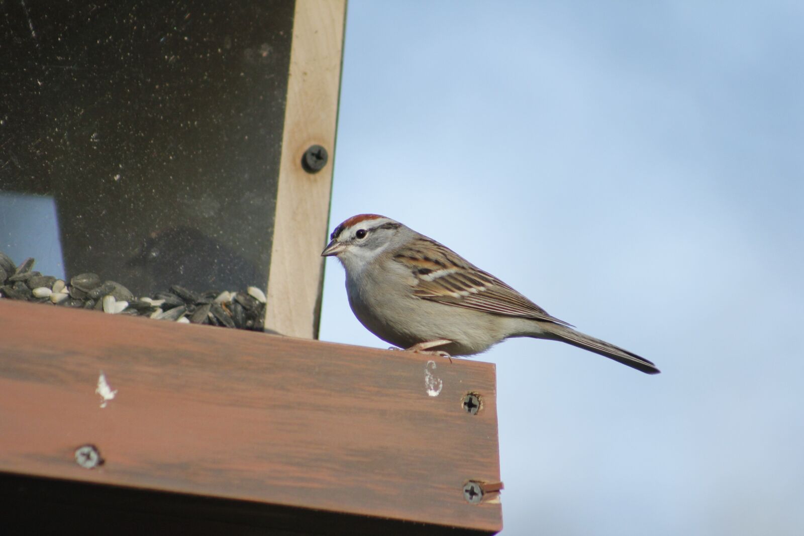 Canon EOS 550D (EOS Rebel T2i / EOS Kiss X4) sample photo. Outdoors, bird, nature photography