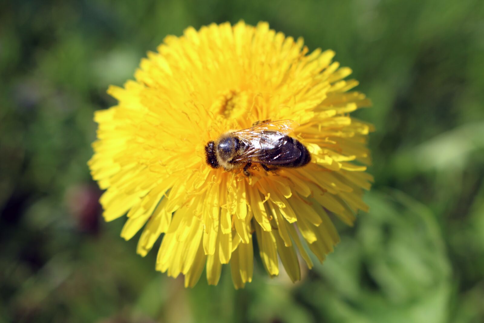 Canon EOS 700D (EOS Rebel T5i / EOS Kiss X7i) sample photo. Nature, flower, insect photography