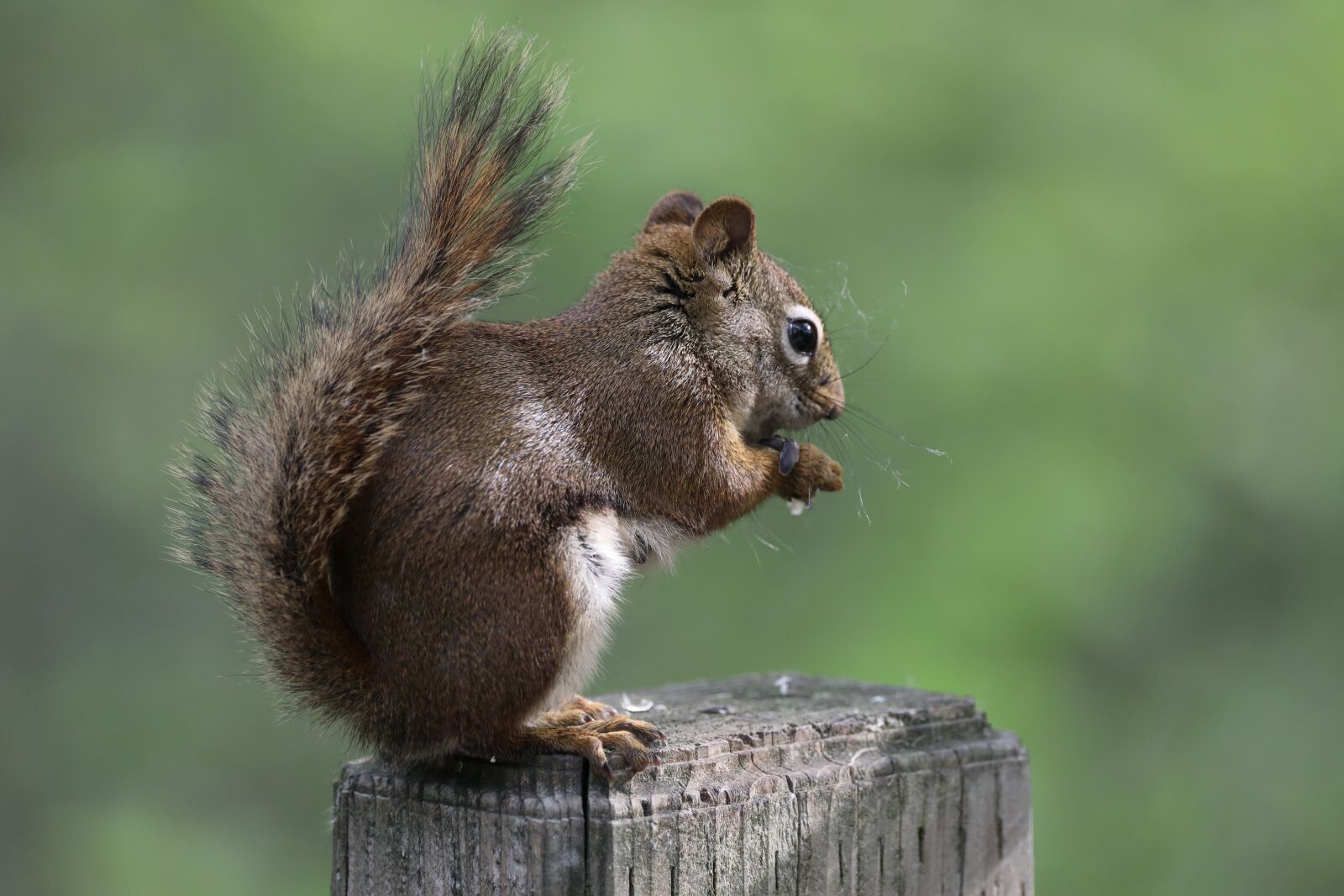 Canon EOS 5D Mark IV sample photo. Squirrel, animal, nature photography