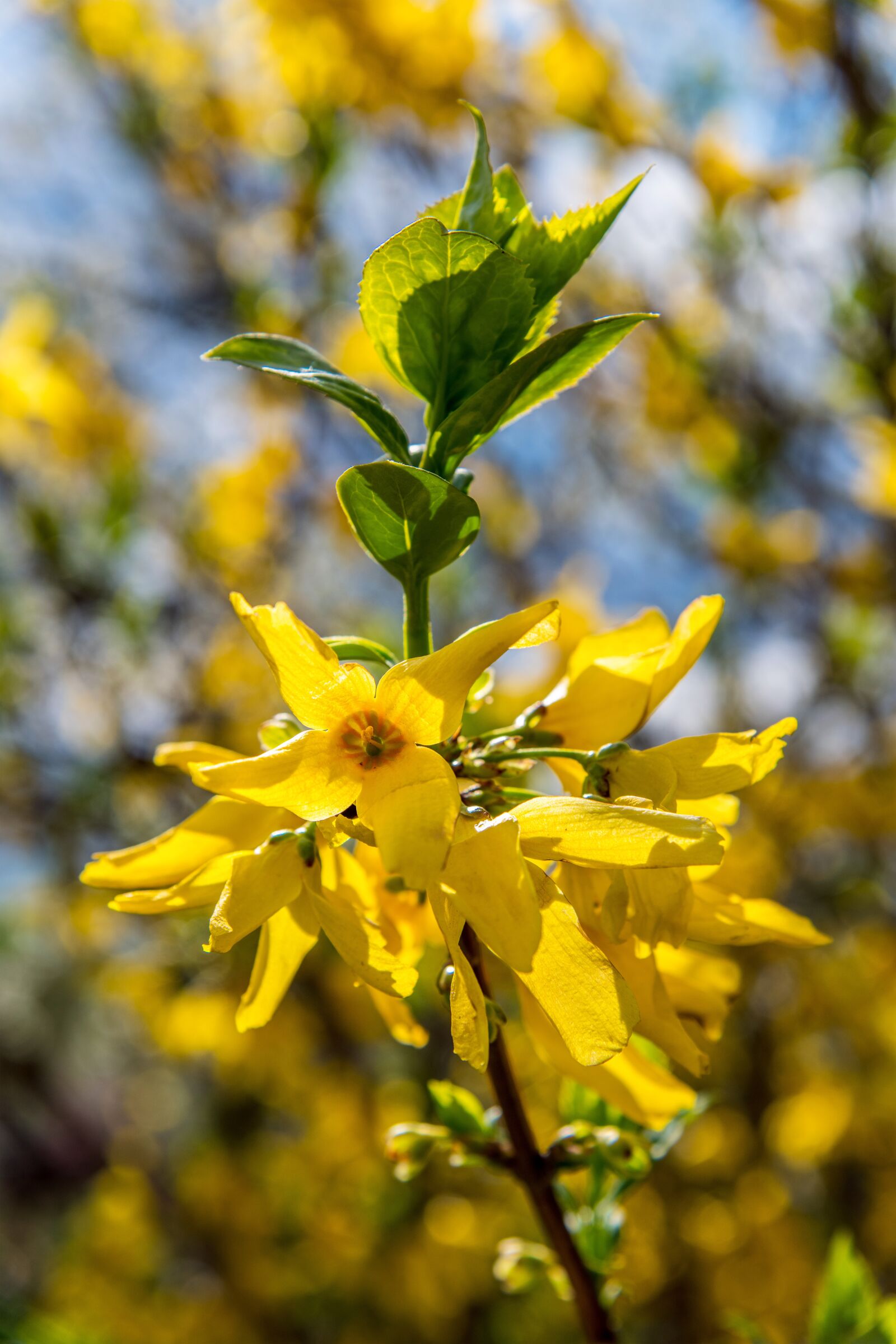 Nikon D850 sample photo. Yellow, tree, nature photography